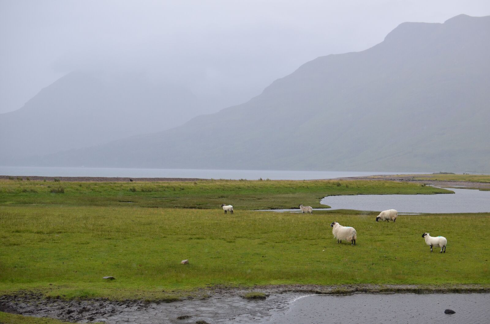 Nikon D5100 sample photo. Scotland, sheep, nature photography
