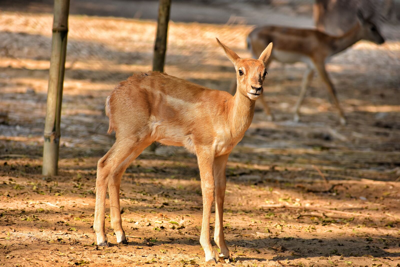 Nikon D7200 sample photo. Mammal, animal, wildlife photography