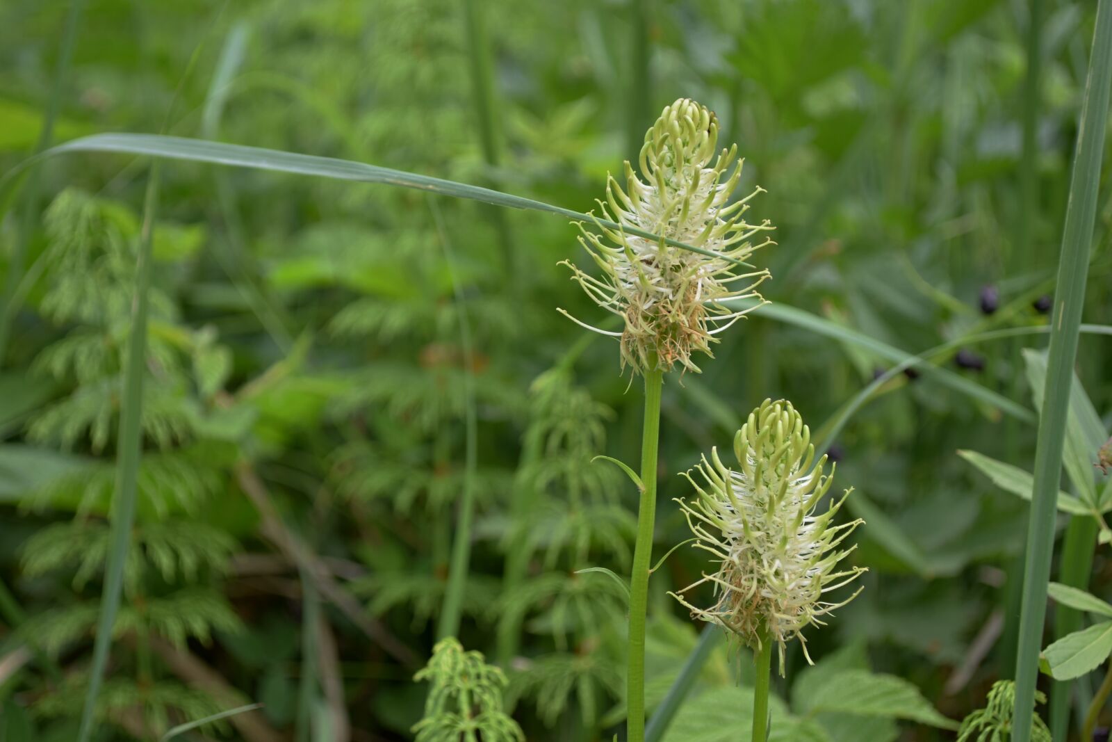 Nikon D5300 sample photo. Flower, forest photography