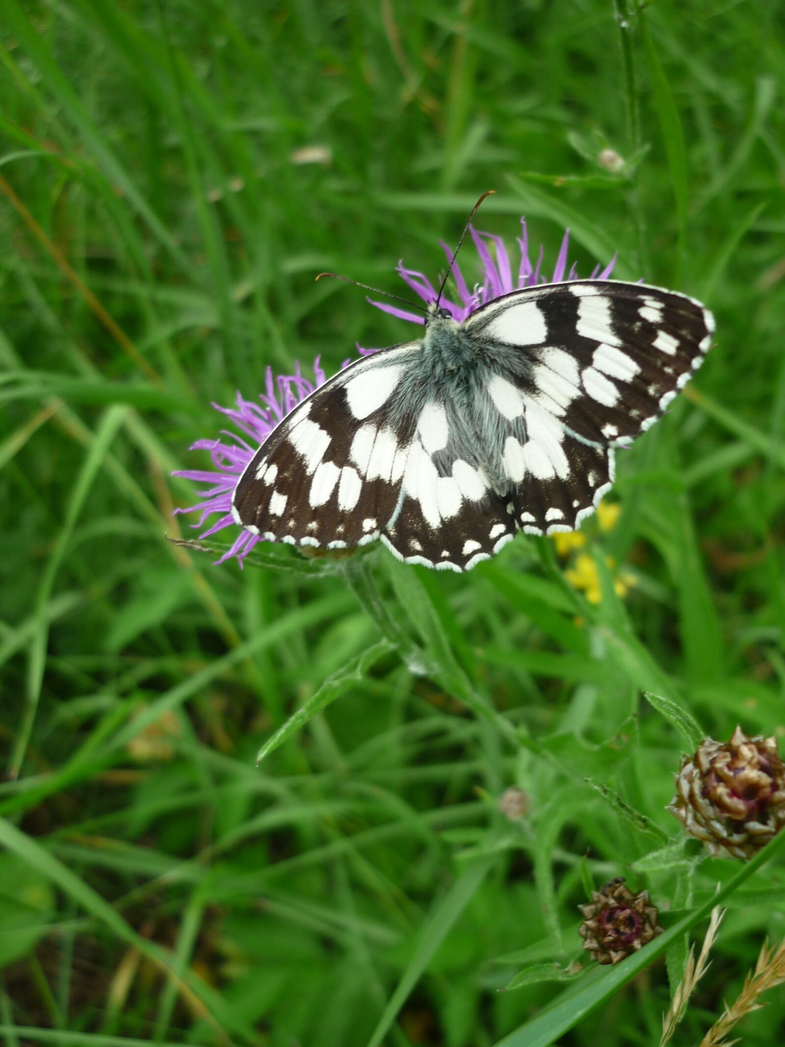 Panasonic Lumix DMC-FS6 sample photo. Women's board, butterfly, days photography