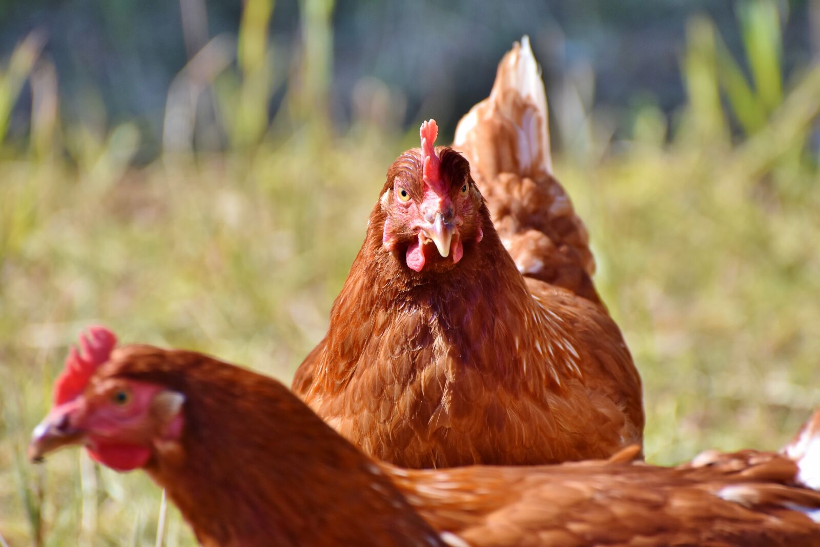 Nikon D7200 sample photo. Chicken, hen, bird photography