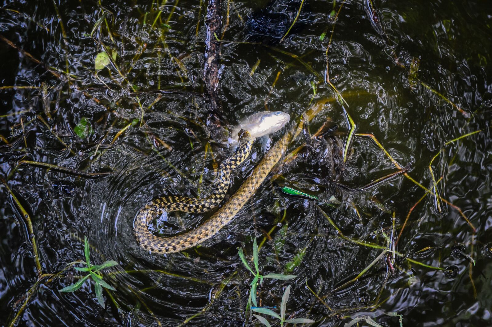 Nikon D3200 sample photo. Wildlife, bird, nature photography