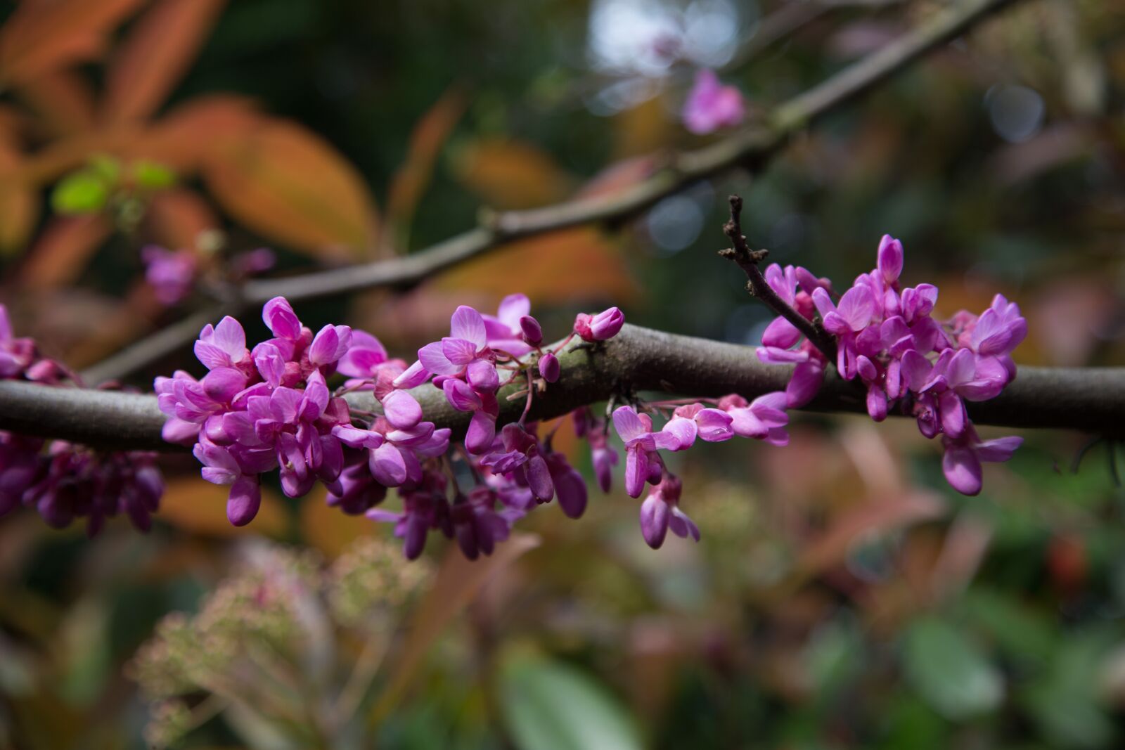 Canon EOS 6D + Canon EF 24-105mm F4L IS USM sample photo. Flowers, judas tree, spring photography