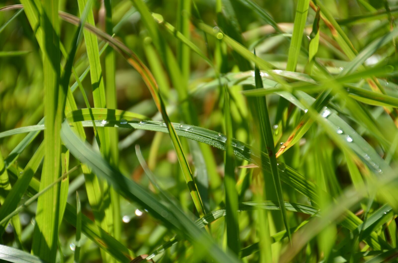 Nikon D7000 sample photo. Grass, green, nature photography