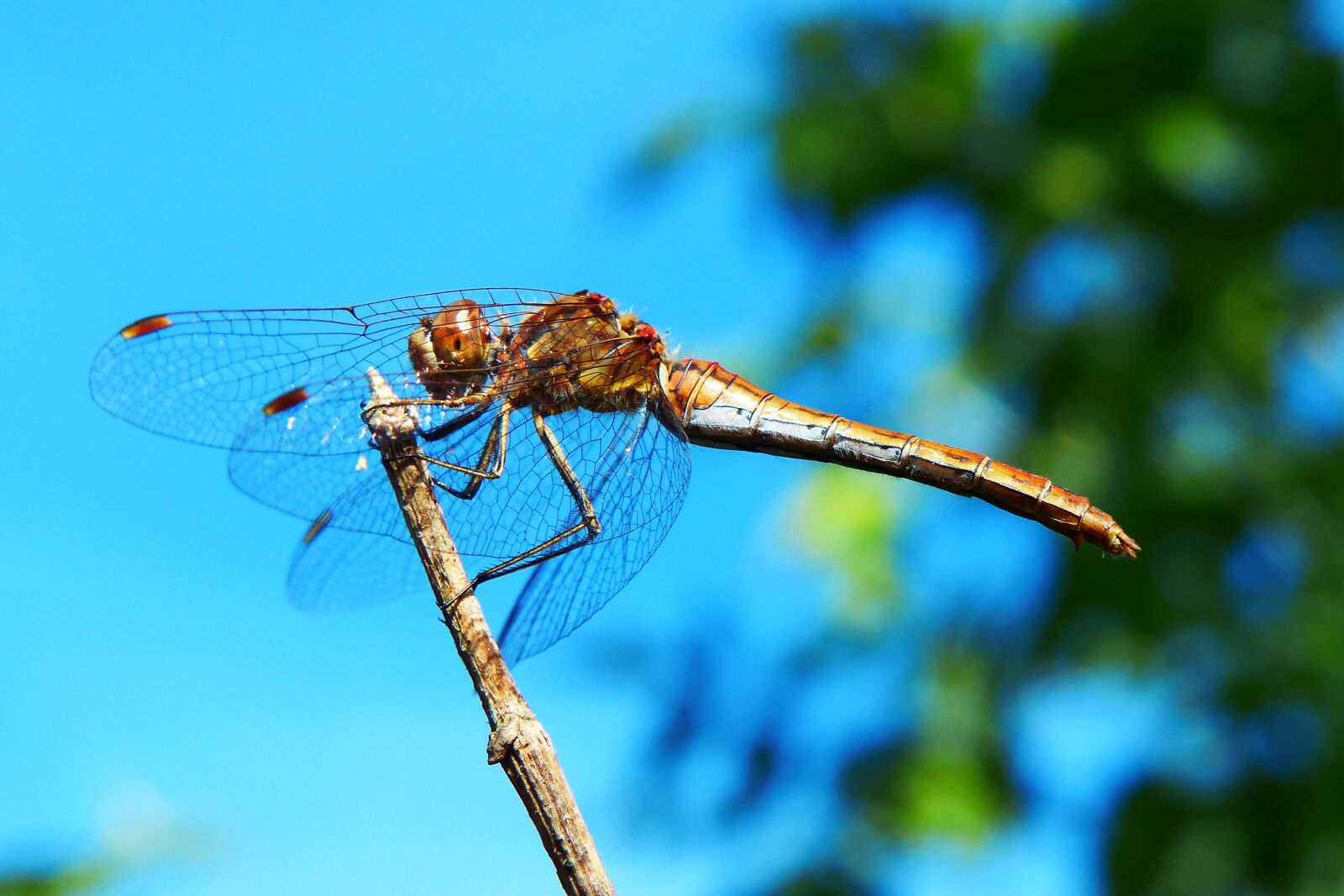 Panasonic Lumix DMC-FZ200 sample photo. Szablak blood, tom, insect photography