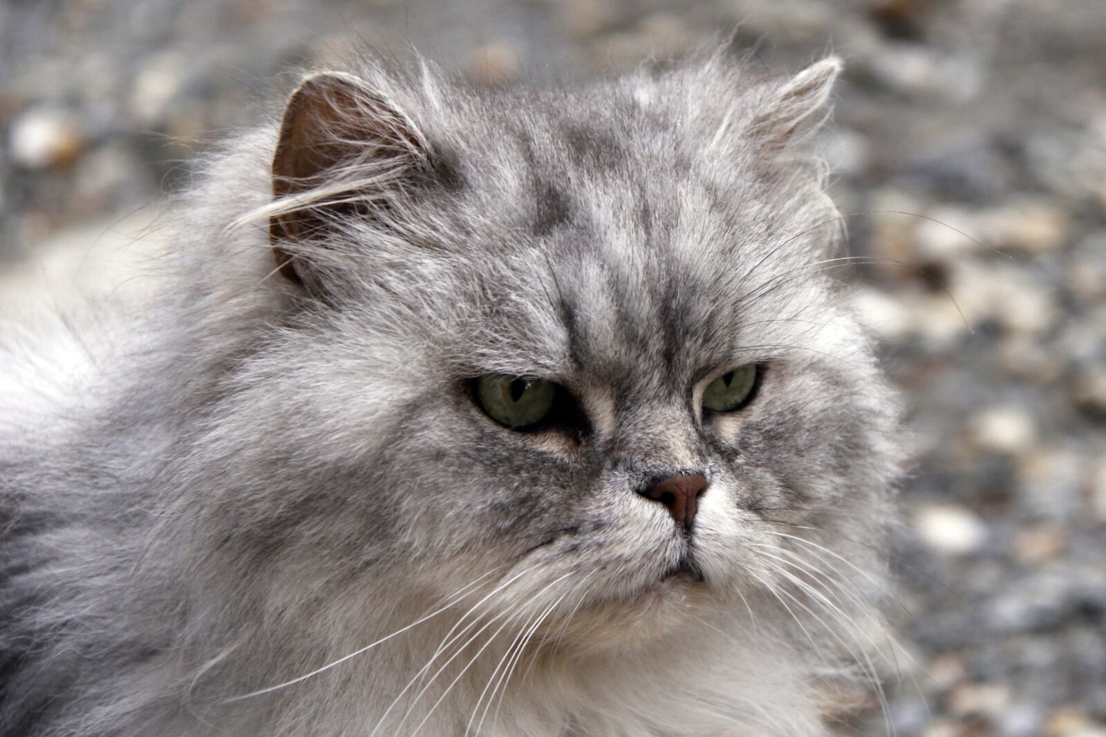 Canon EOS 50D sample photo. Cat, gray cat, pet photography
