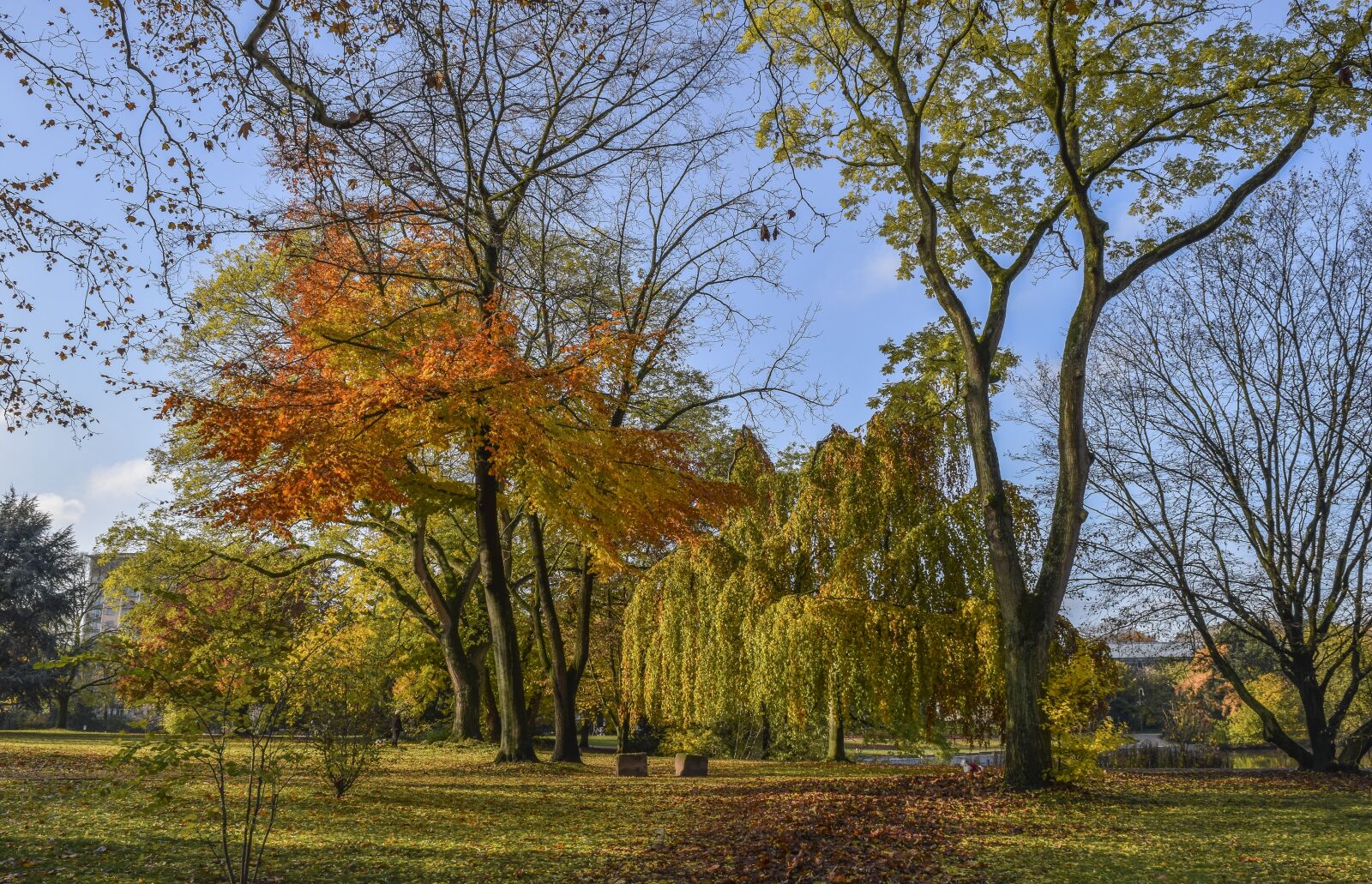 Nikon D3300 sample photo. Forest, nature, autumn photography