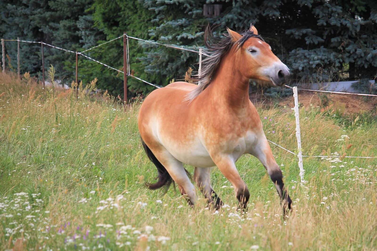 Canon EF-S 55-250mm F4-5.6 IS STM sample photo. Horse, cold blooded animals photography
