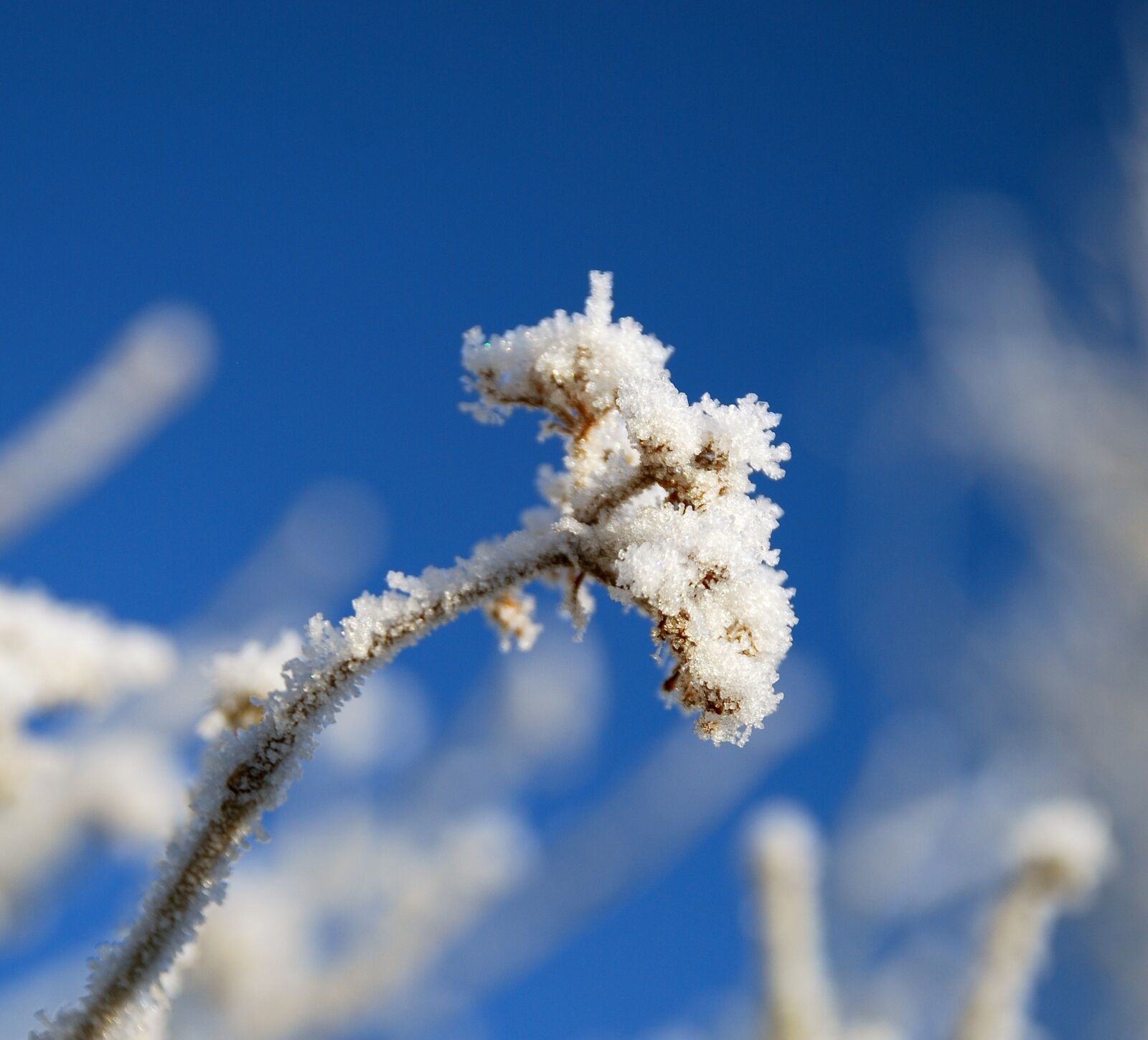 Nikon D80 sample photo. Frost, blue sky, nature photography