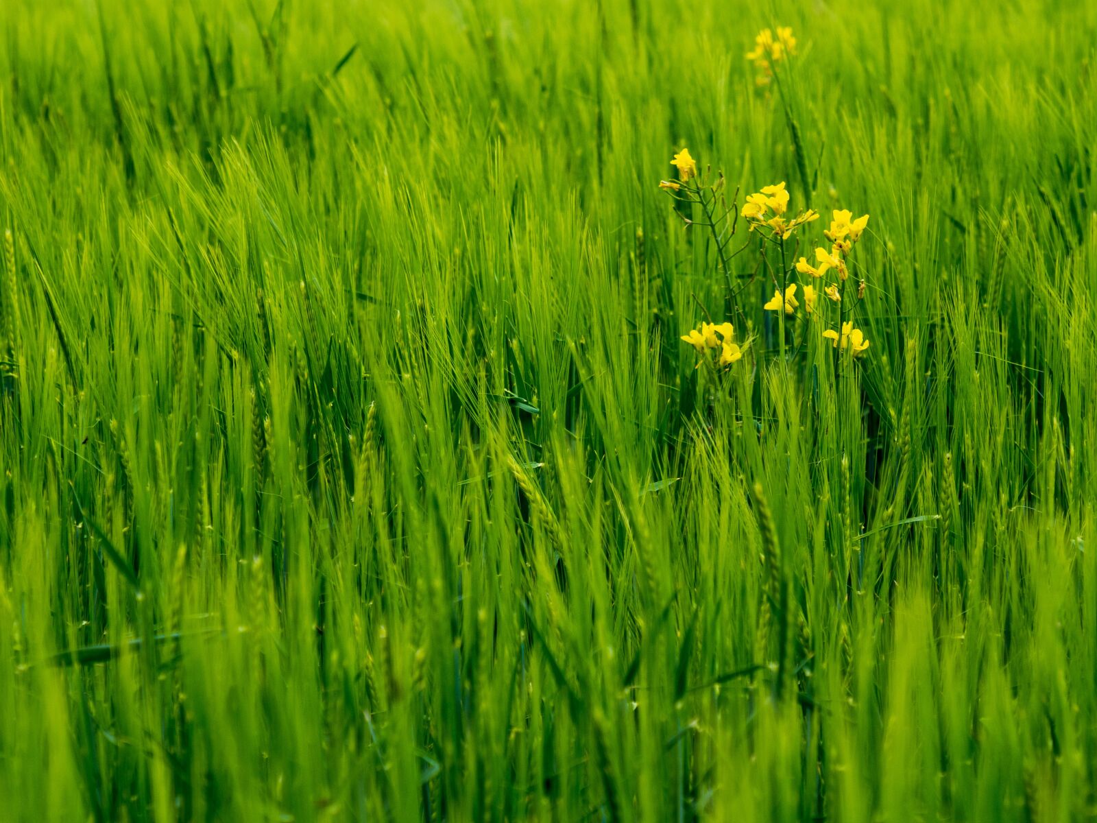 Olympus OM-D E-M10 III sample photo. Rape, barley, field photography