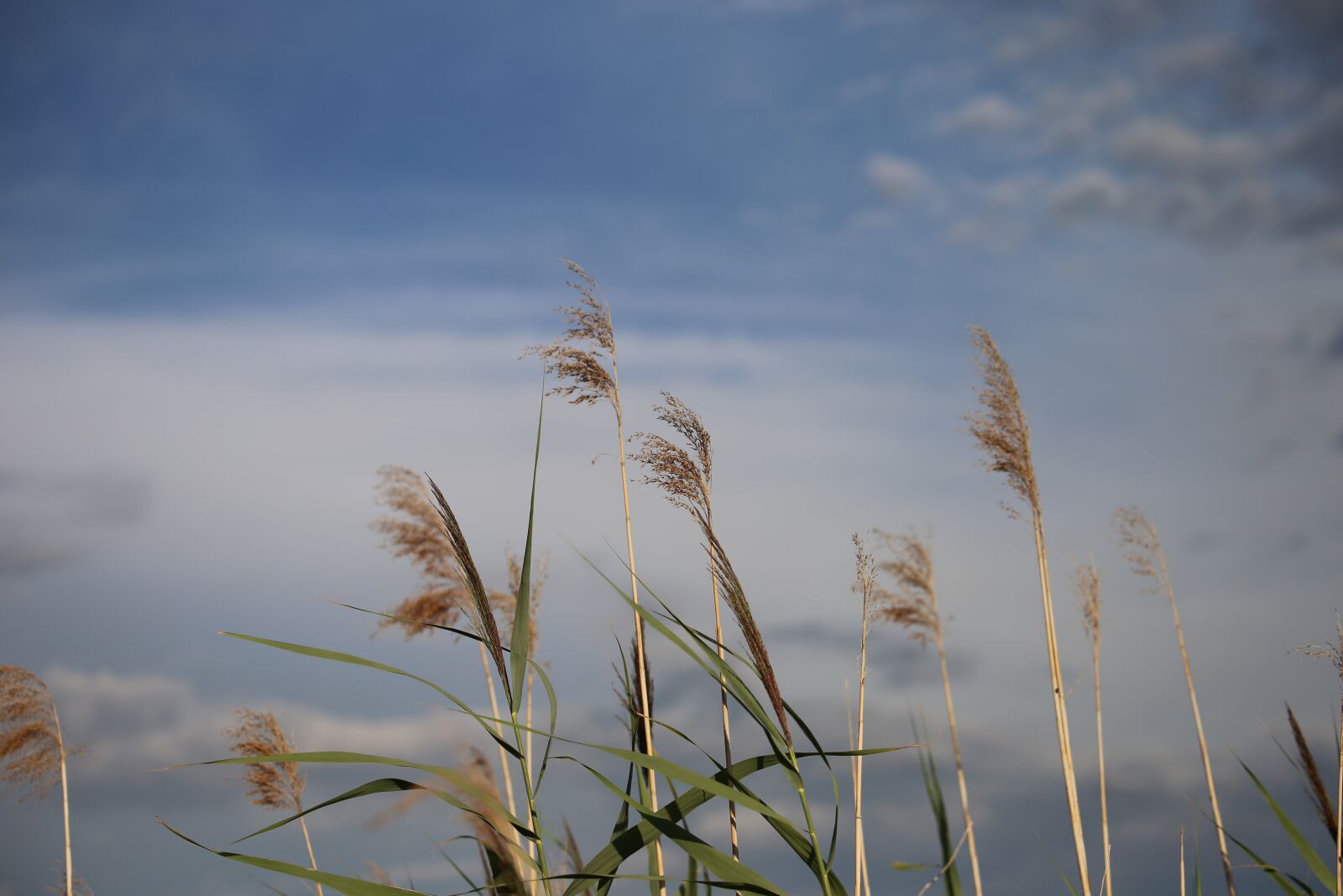 Canon EF 70-300 F4-5.6 IS II USM sample photo. Cane, grass, dramatic sky photography