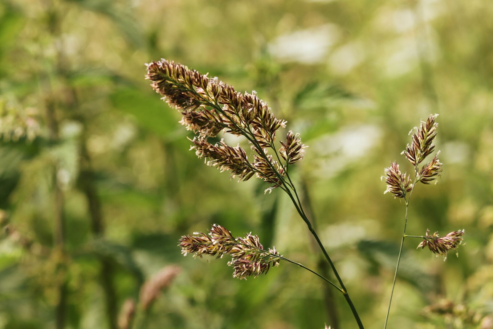 Canon EOS 200D (EOS Rebel SL2 / EOS Kiss X9) sample photo. Grass, blade of grass photography