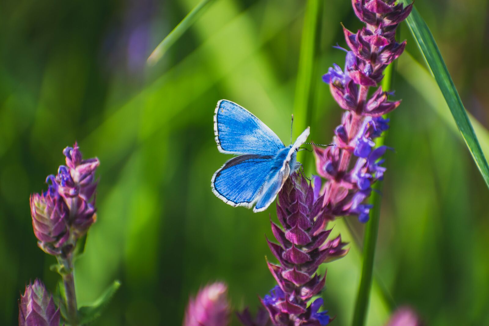 Nikon D5600 sample photo. Butterfly, animal, insect photography