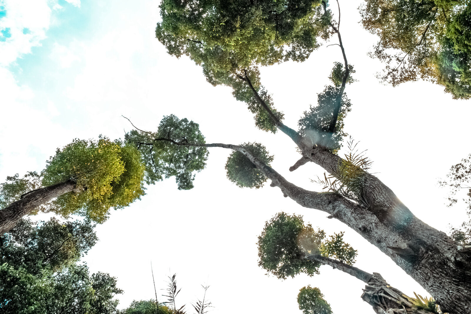 Samsung NX1 sample photo. Nature, trees, tall, tropical photography