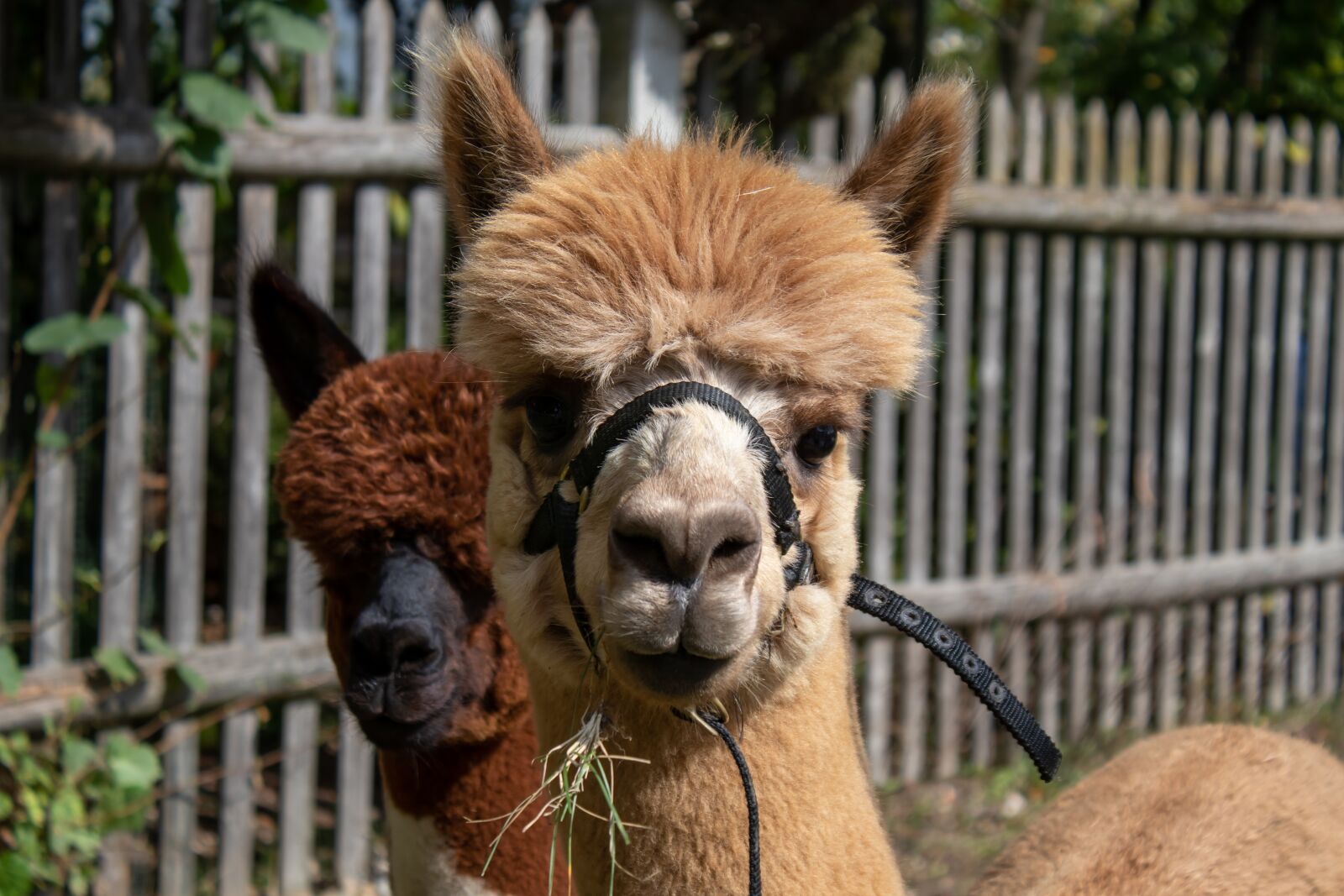 Canon EOS 200D (EOS Rebel SL2 / EOS Kiss X9) sample photo. Alpaca, animal, lama photography