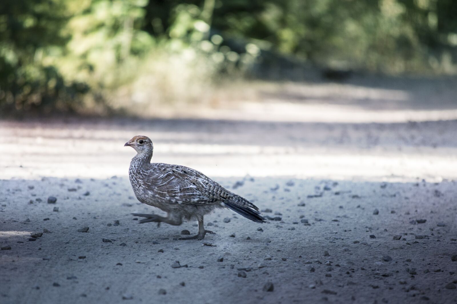 Nikon D3100 sample photo. Bird, grouse, hunting photography