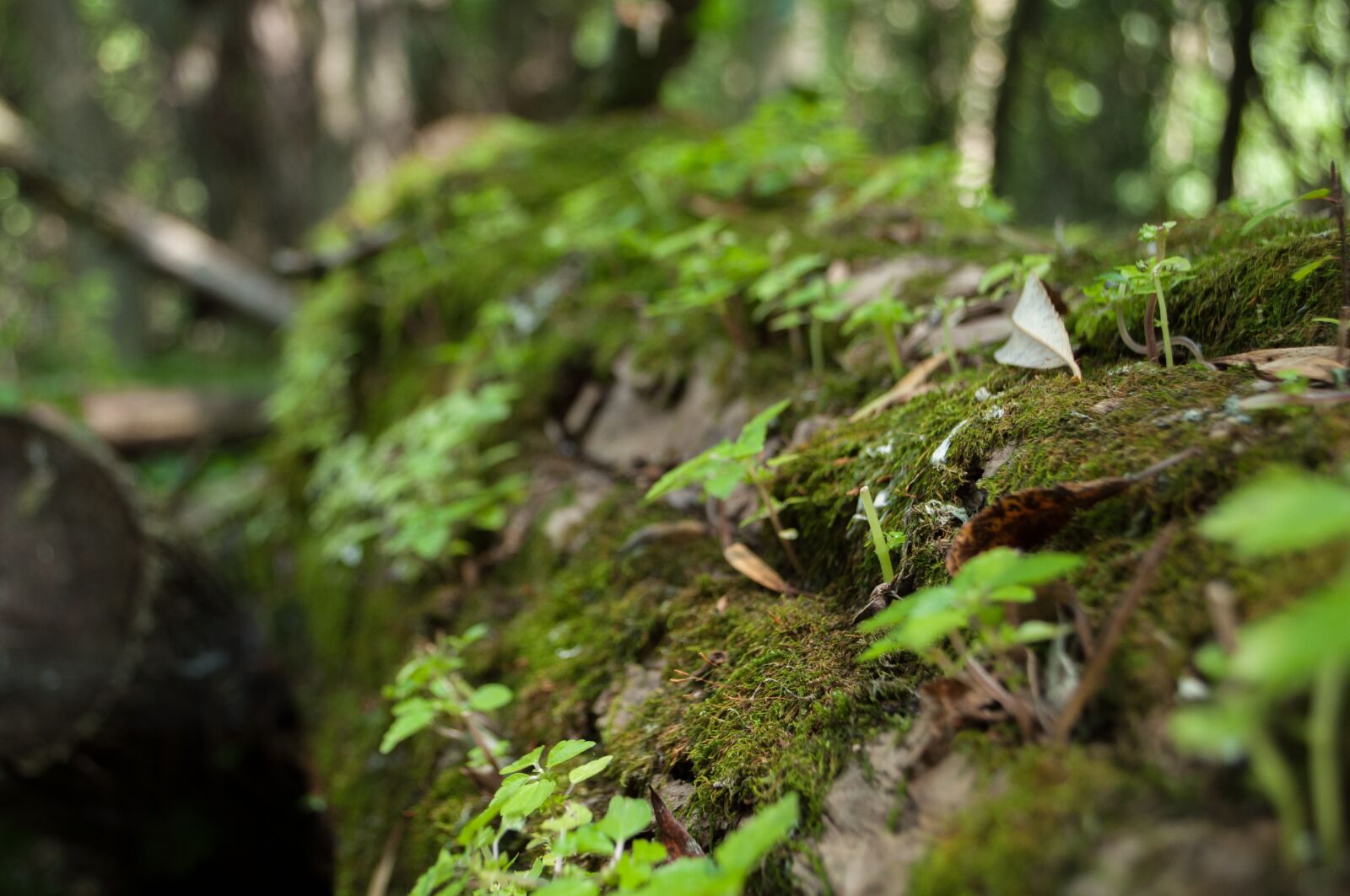 Nikon D5000 sample photo. Foam, nature, wood photography