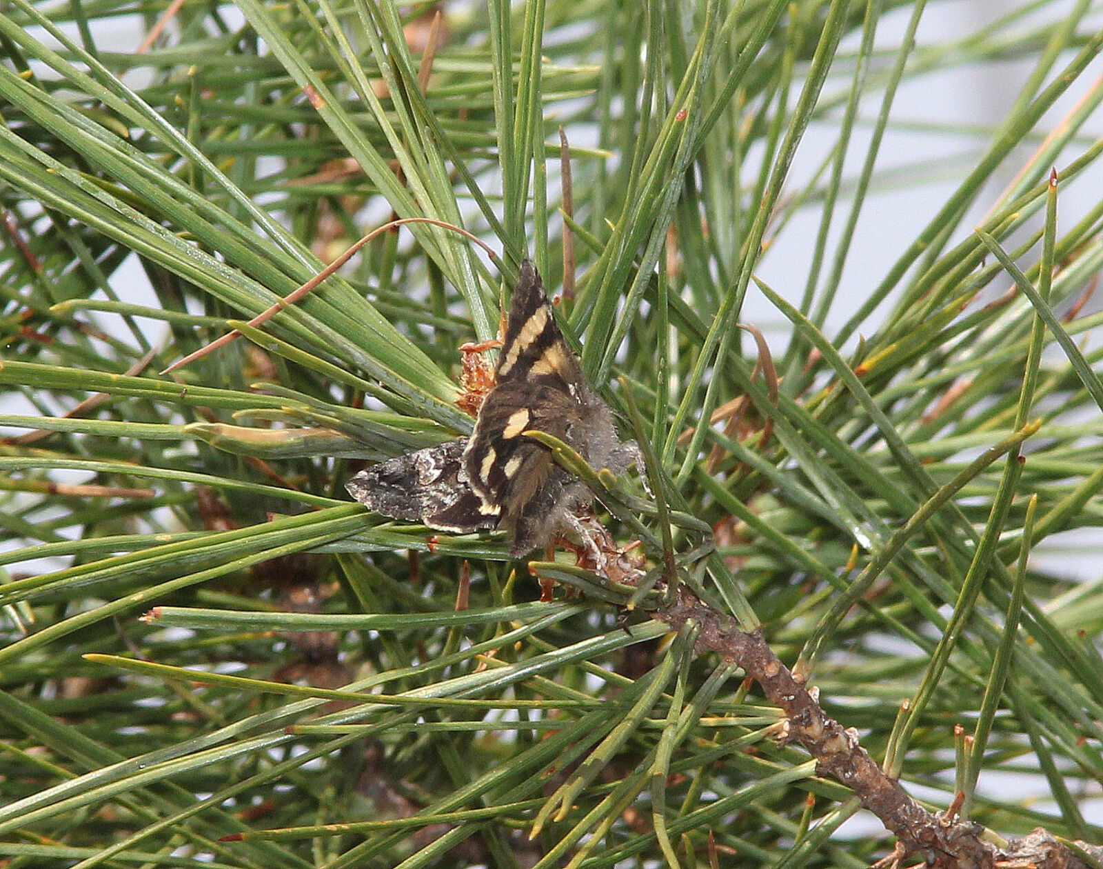 Canon EF 300mm F4L IS USM sample photo