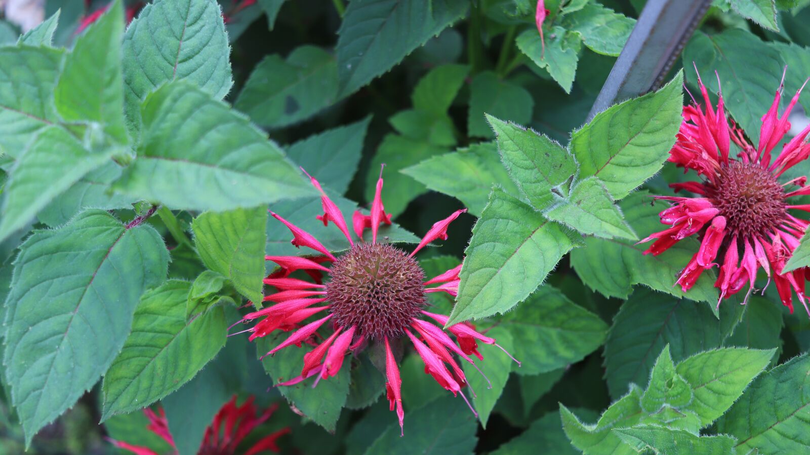 Canon EF-S 24mm F2.8 STM sample photo. Bergamot, hub, black tea photography