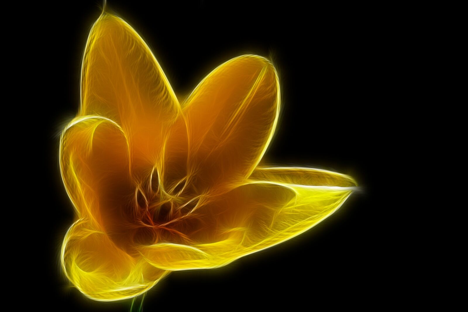 Nikon Coolpix P900 sample photo. Fractals, tulip, yellow photography