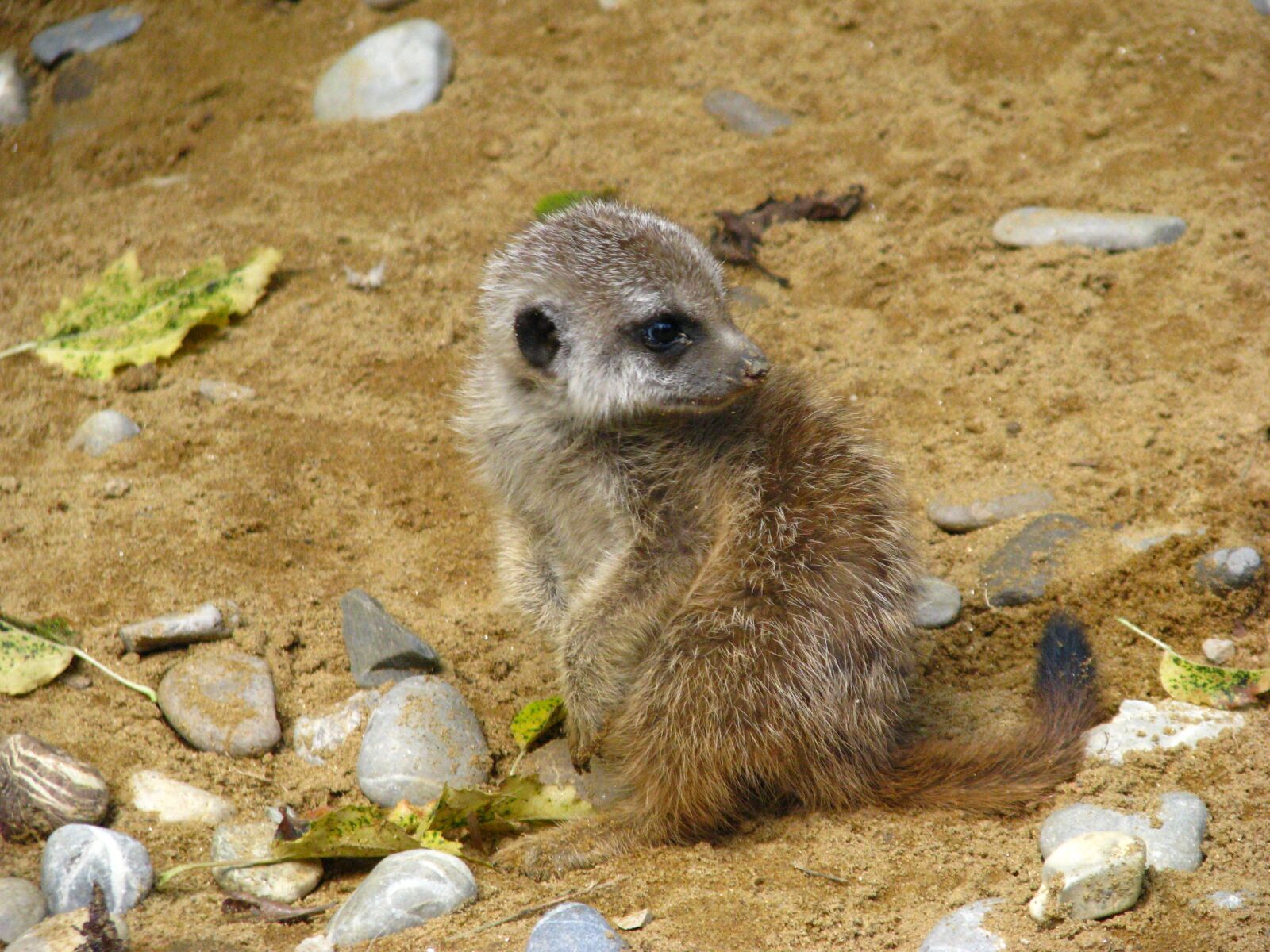Canon POWERSHOT S5 IS sample photo. Meerkat, animal world, baby photography