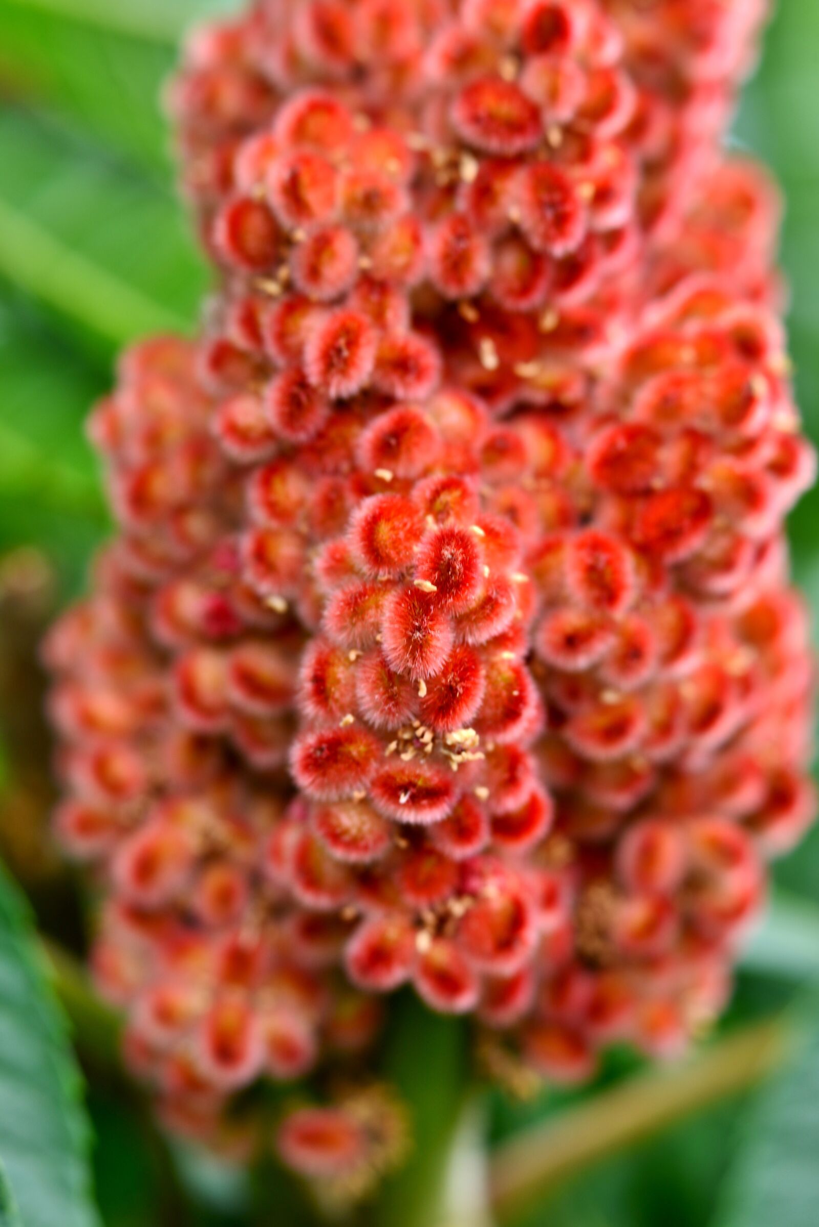 Nikon D600 sample photo. Fluweelboom, fruit, flower photography