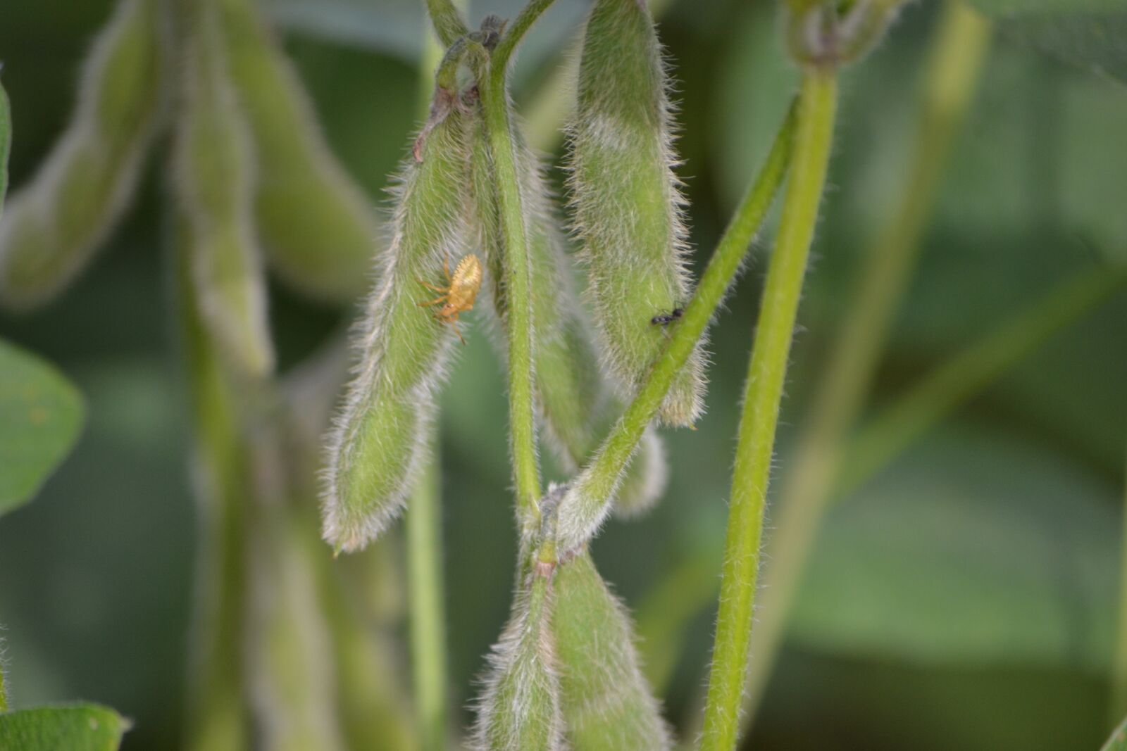Nikon D3100 sample photo. Soybeans, plantation, agriculture photography