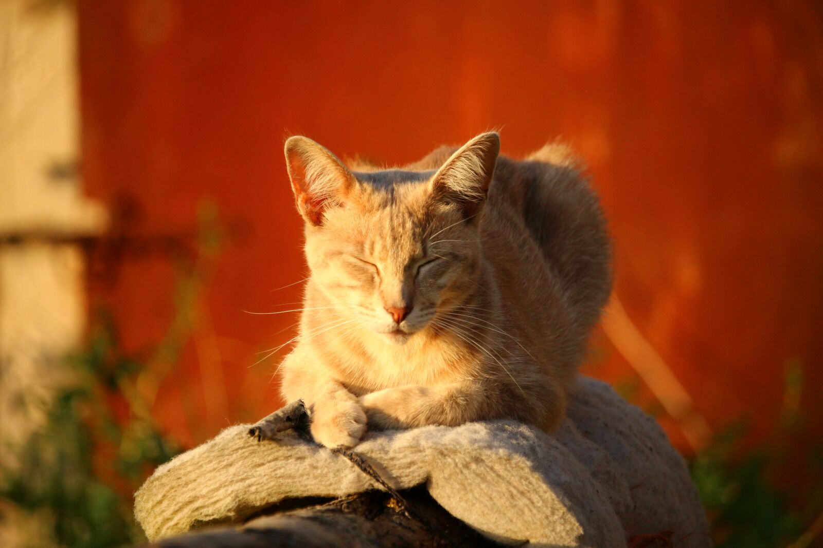 Canon EOS 100D (EOS Rebel SL1 / EOS Kiss X7) sample photo. Cat, mieze, kitten photography
