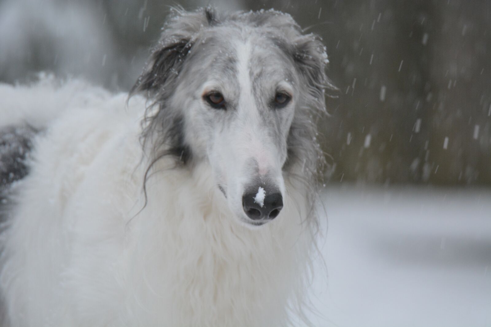 Nikon D5200 sample photo. Dog, art, pet photography