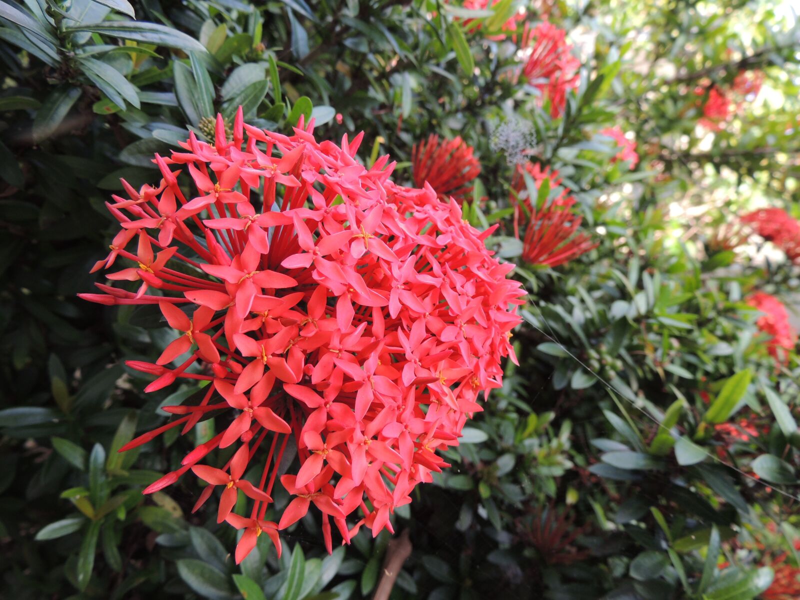 Nikon Coolpix P510 sample photo. Garden, flowers, green photography