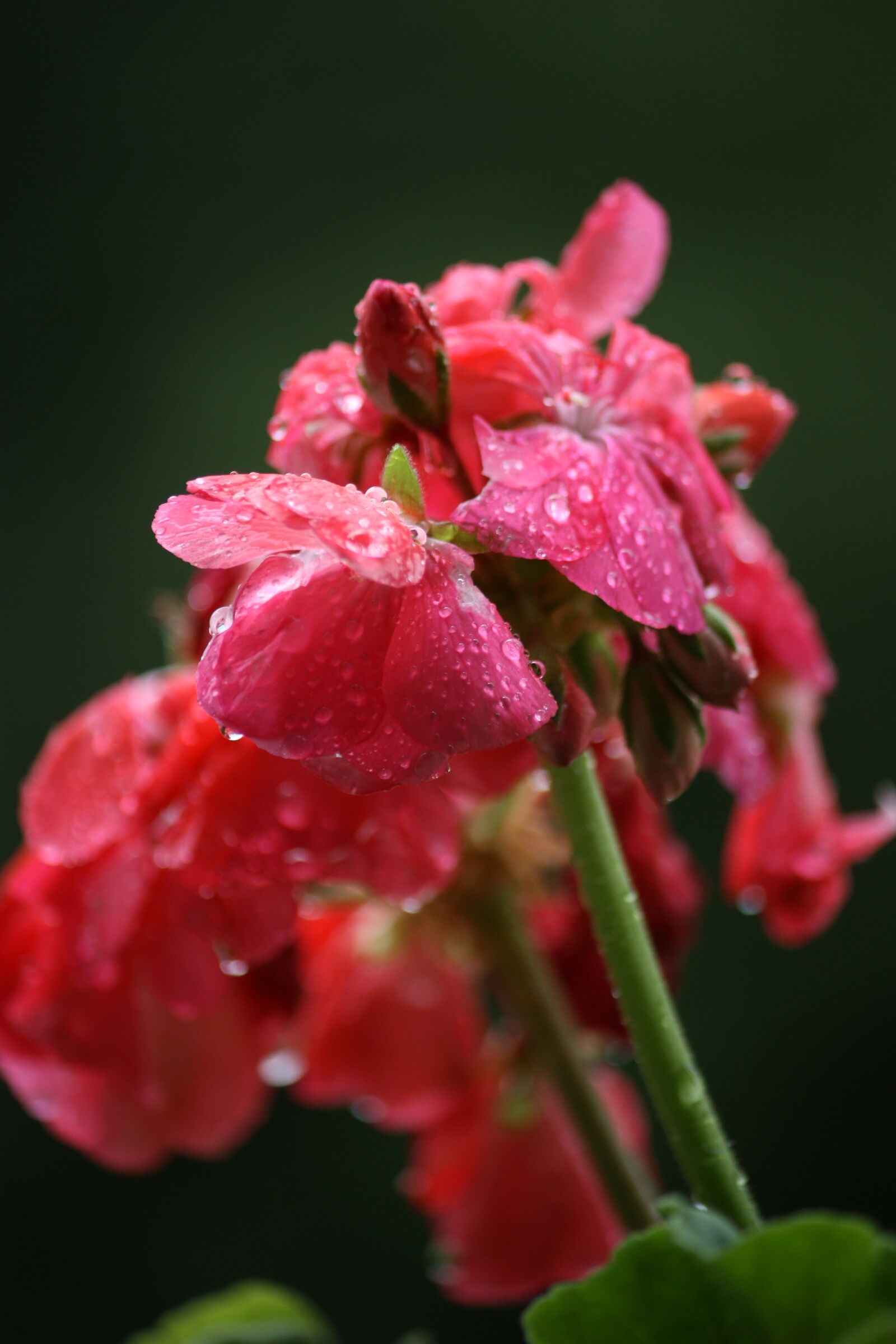 Canon EOS 450D (EOS Rebel XSi / EOS Kiss X2) sample photo. Drop, flower, geranium photography