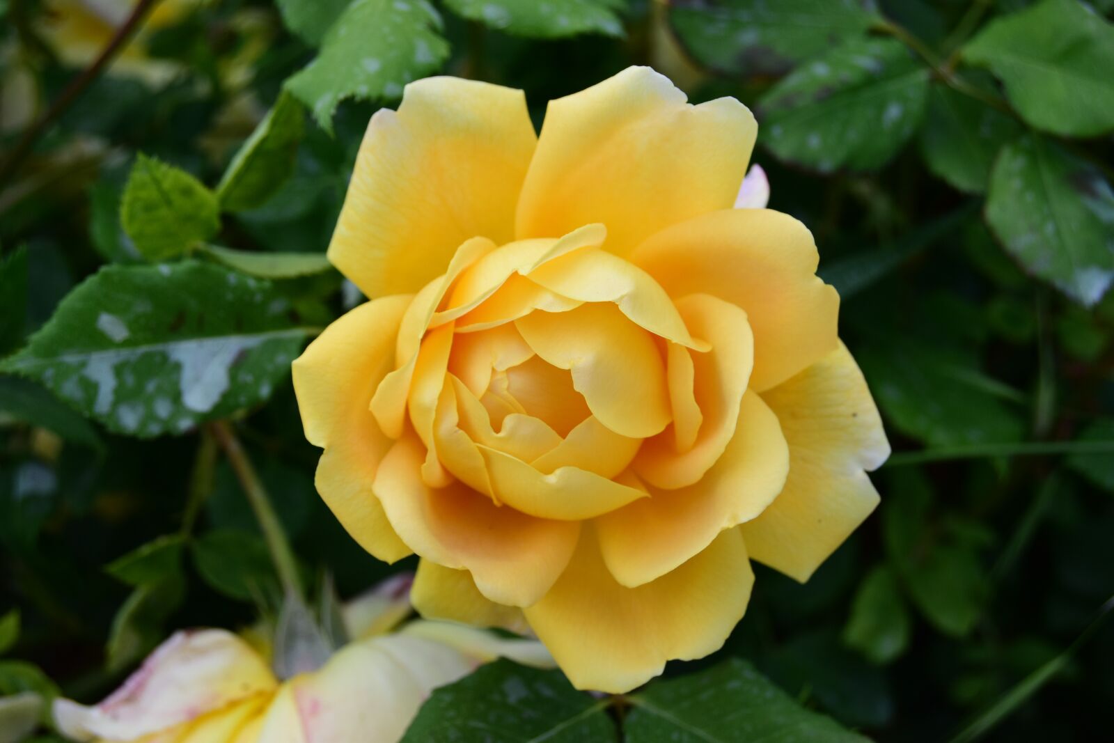 Nikon D5600 sample photo. Yellow rose, rose, flower photography