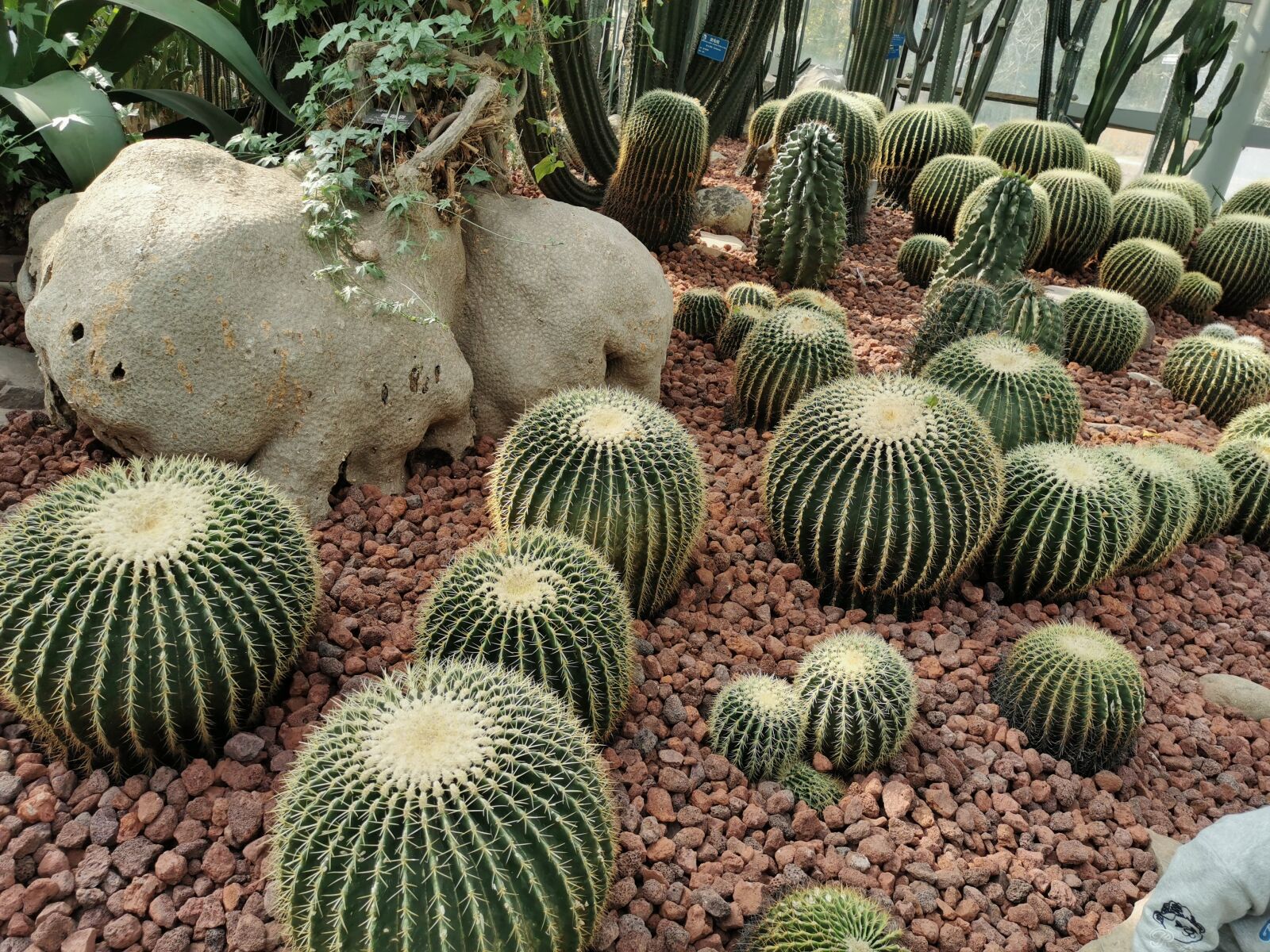HUAWEI P30 sample photo. Prickly pear, succulents, 南京中山植物园 photography