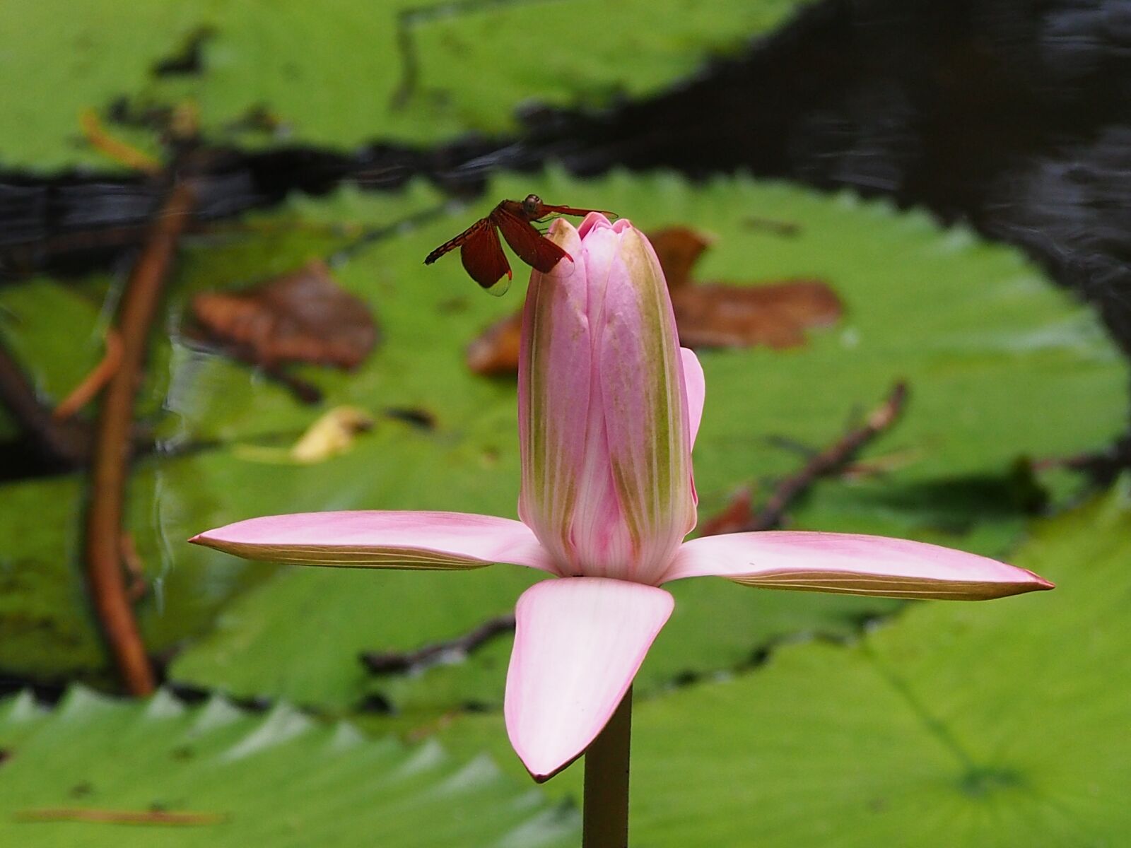 Olympus OM-D E-M5 sample photo. Dragonfly, lotus, 觸 photography