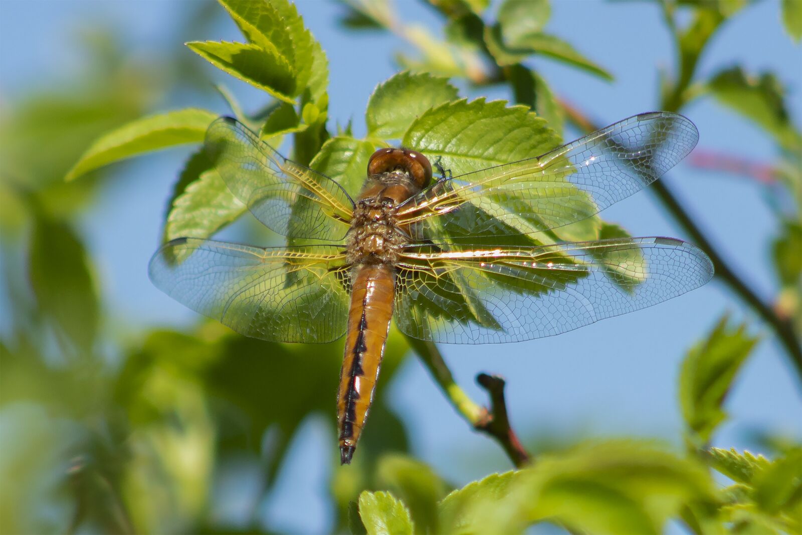 Canon EF75-300mm f/4-5.6 sample photo. Dragonfly, insect, macro photography