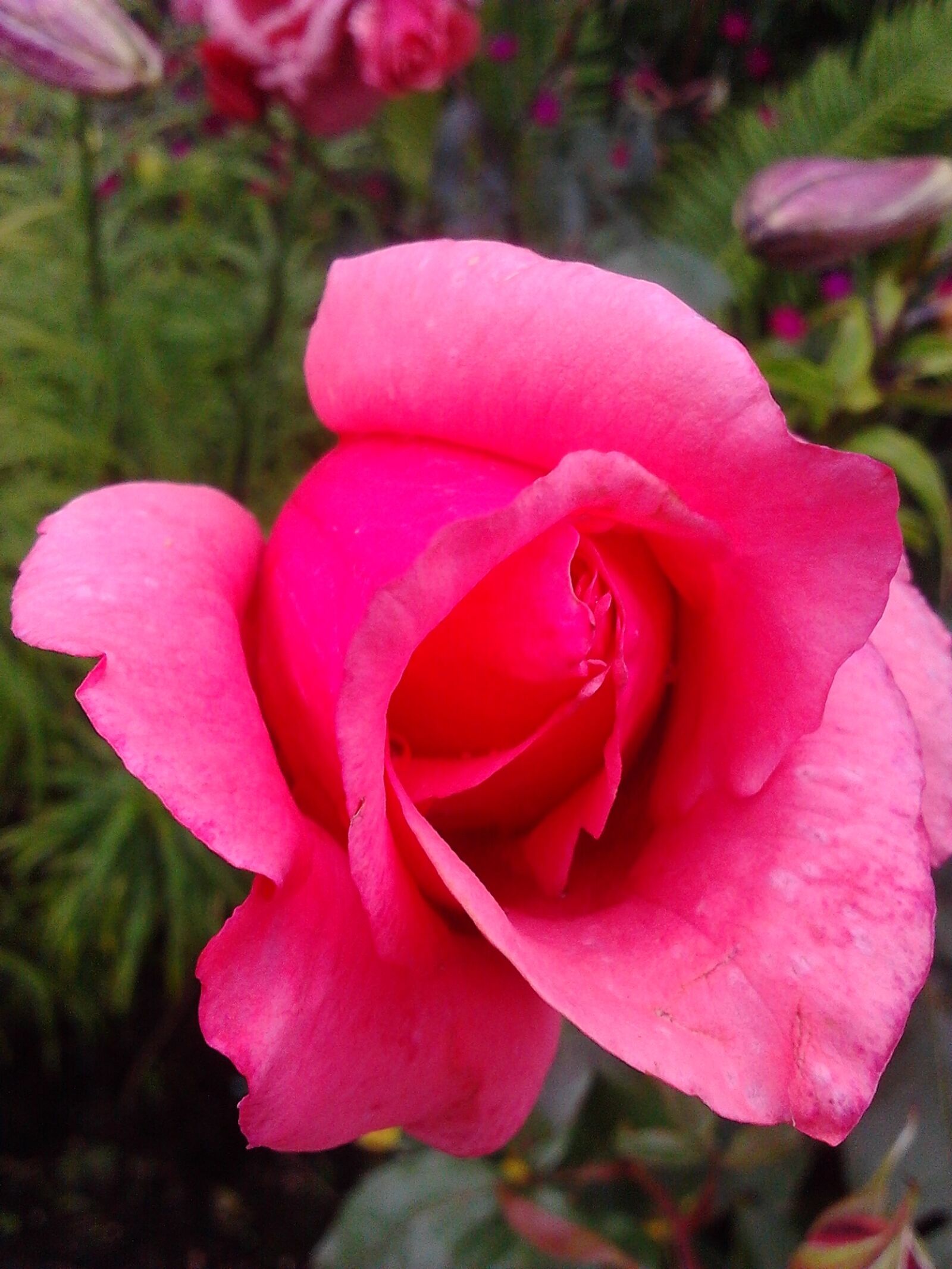 Samsung Galaxy Gio sample photo. Rose, flowers, pink roses photography