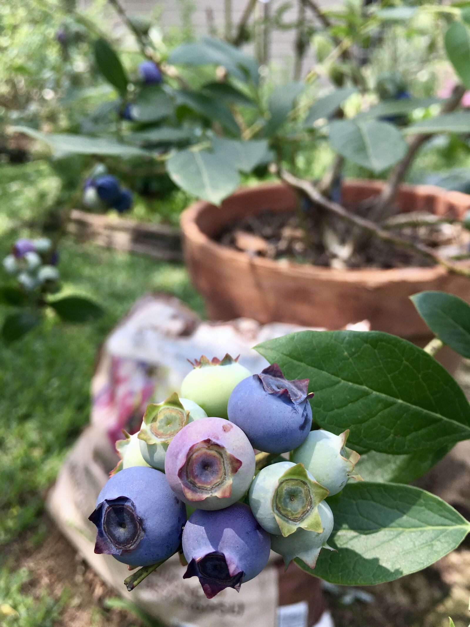 Apple iPhone SE sample photo. Blue berries, fruit, berries photography
