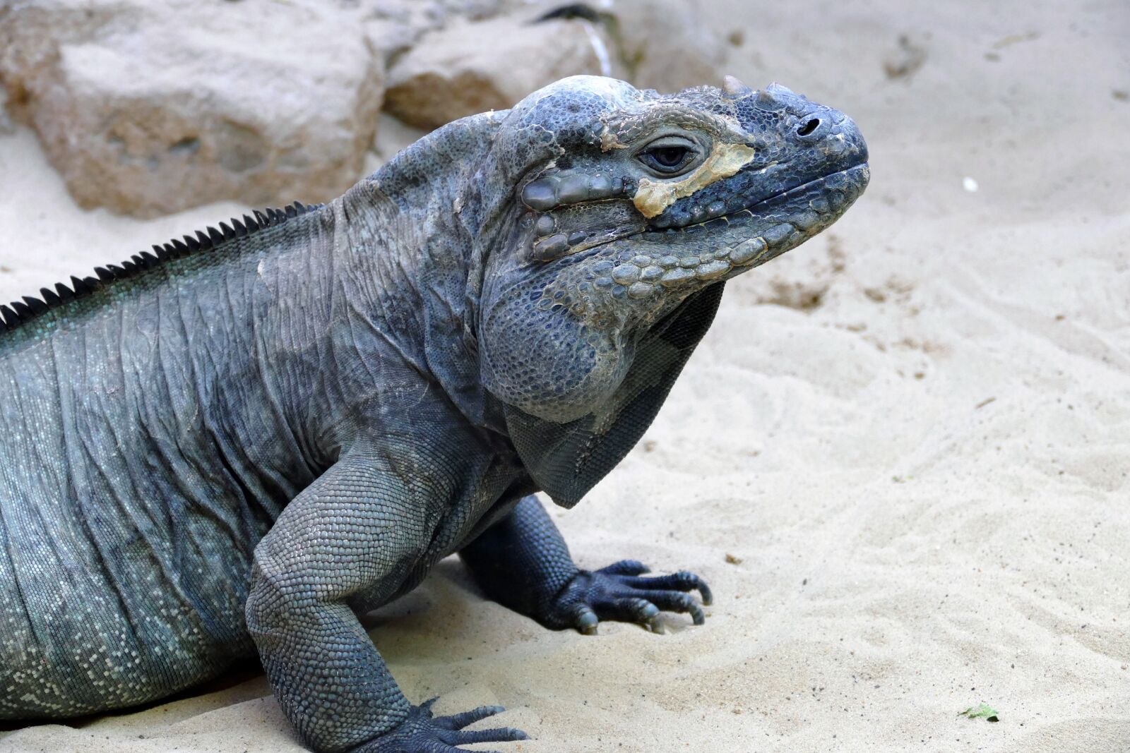 Panasonic Lumix DMC-FZ1000 sample photo. Iguana, reptile, lizard photography