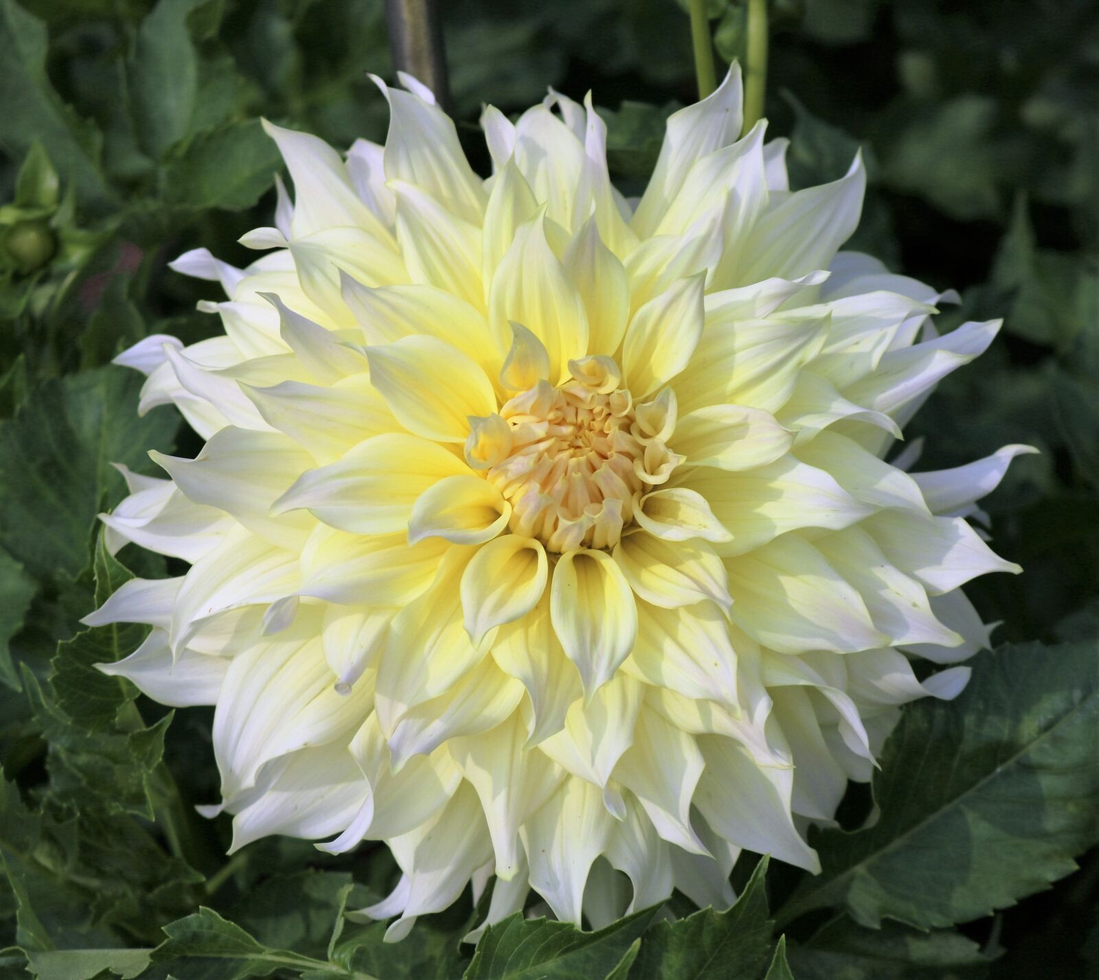 Canon EOS 750D (EOS Rebel T6i / EOS Kiss X8i) sample photo. Flowers, white, garden flowers photography
