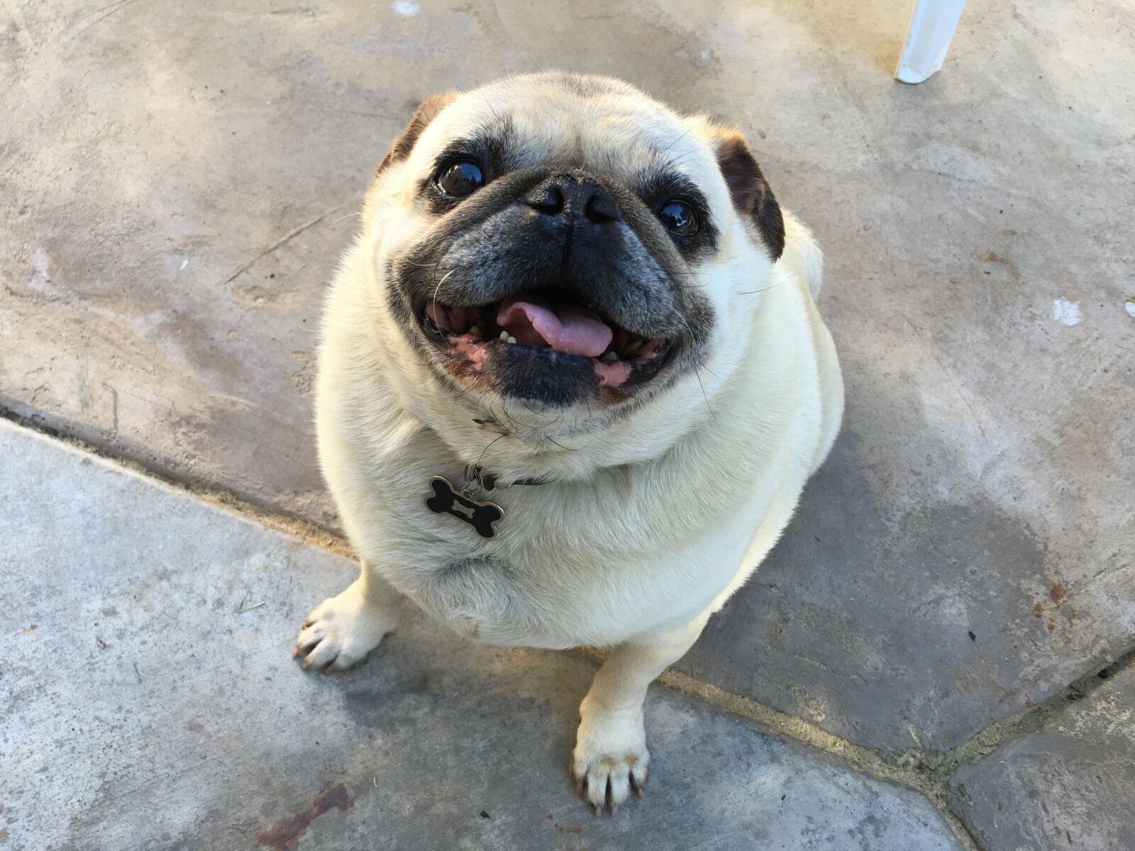 Apple iPhone 6s Plus sample photo. Pug, smile, dog photography