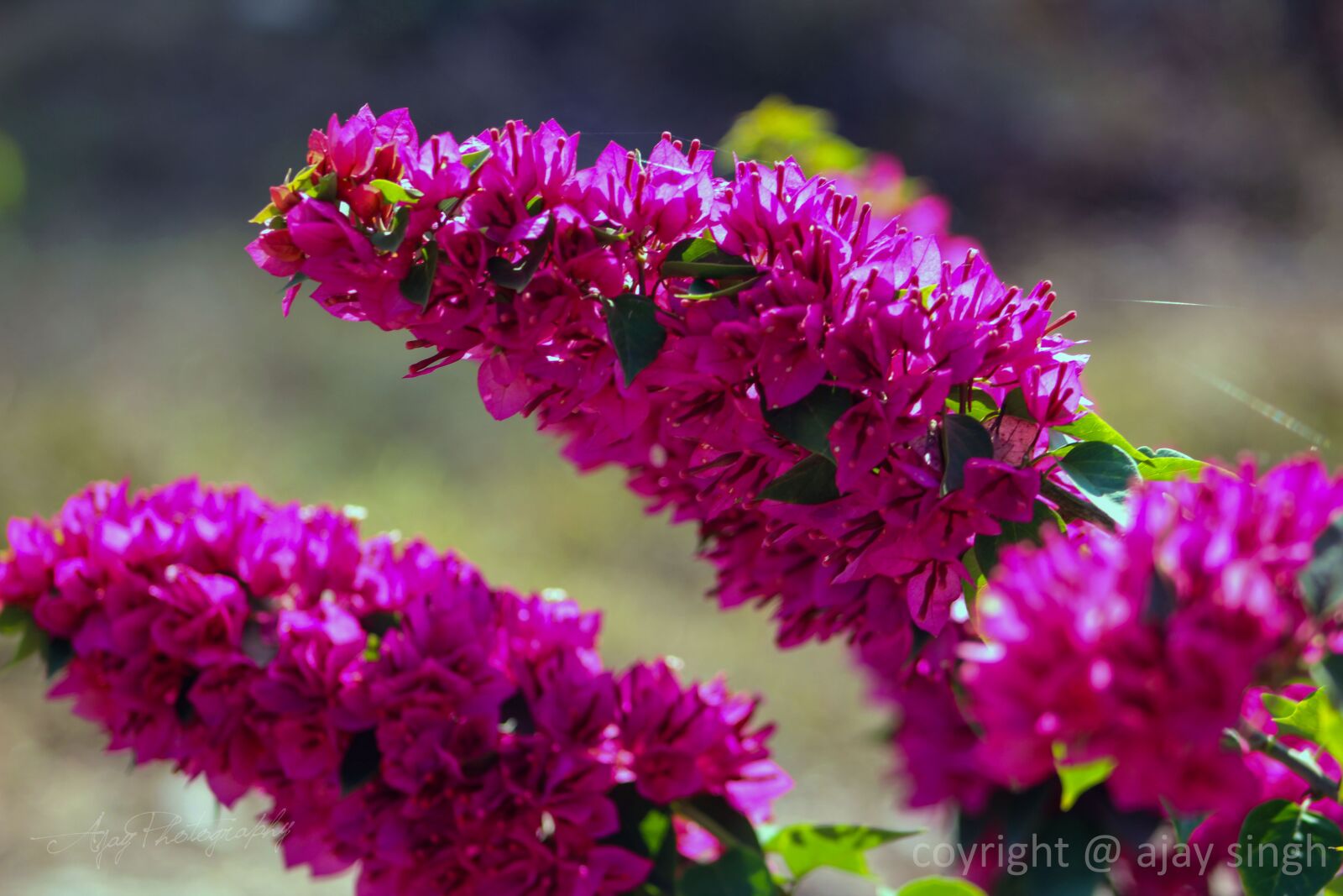 Canon EF75-300mm f/4-5.6 sample photo. Flower, plant, spring photography
