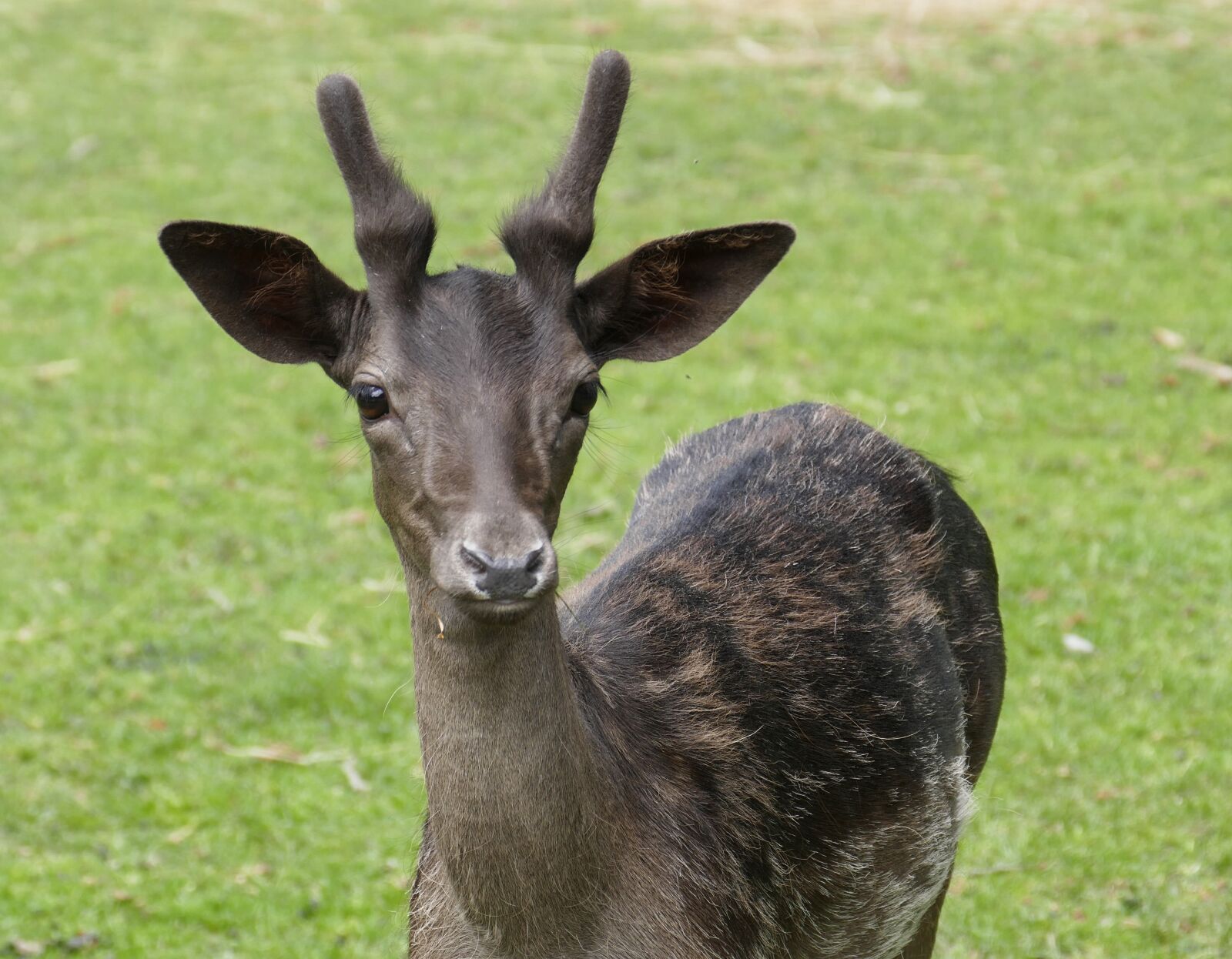 Panasonic Lumix DMC-FZ1000 sample photo. Fallow deer, forest, hirsch photography