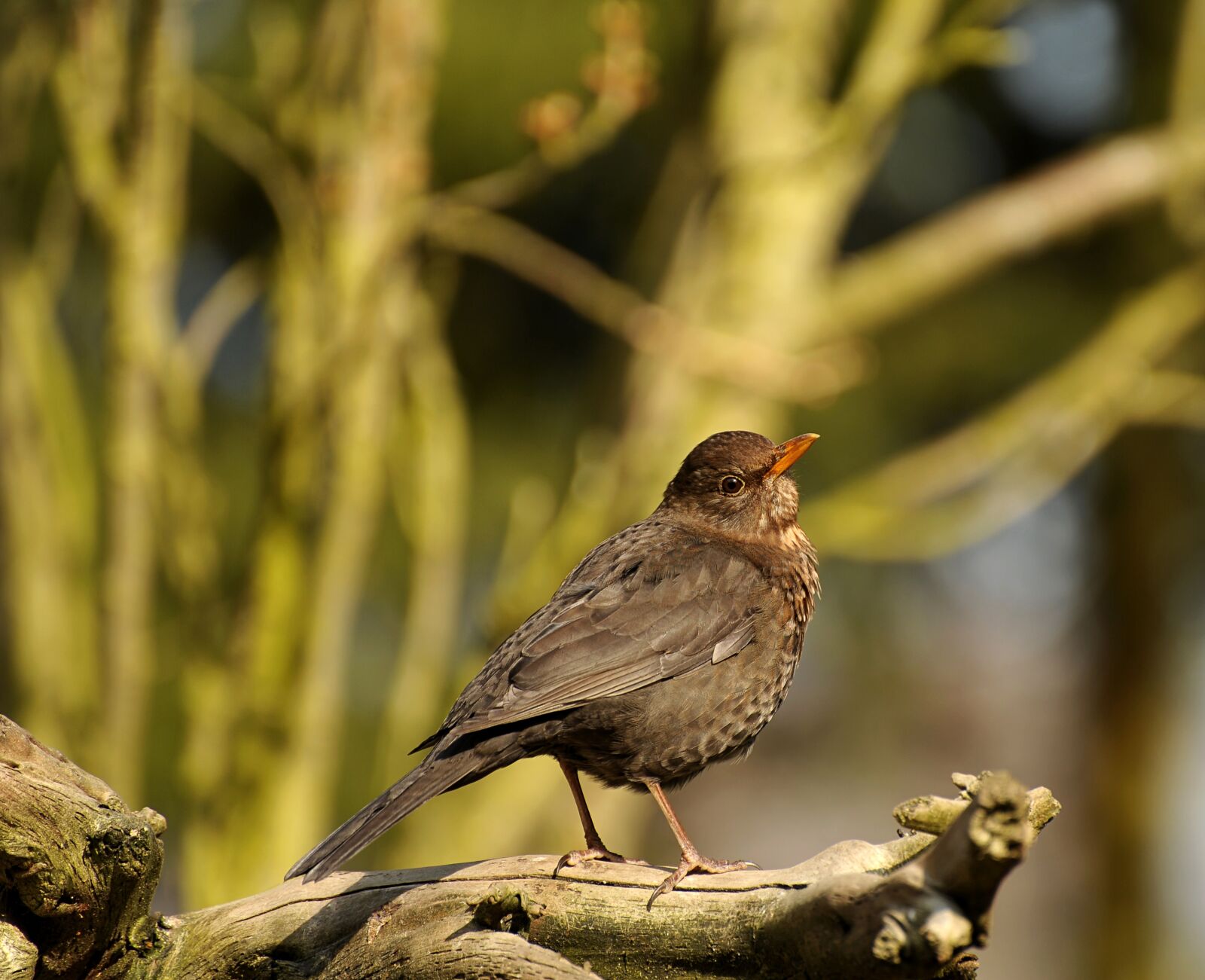 Nikon D3S sample photo. Animal world, bird, nature photography