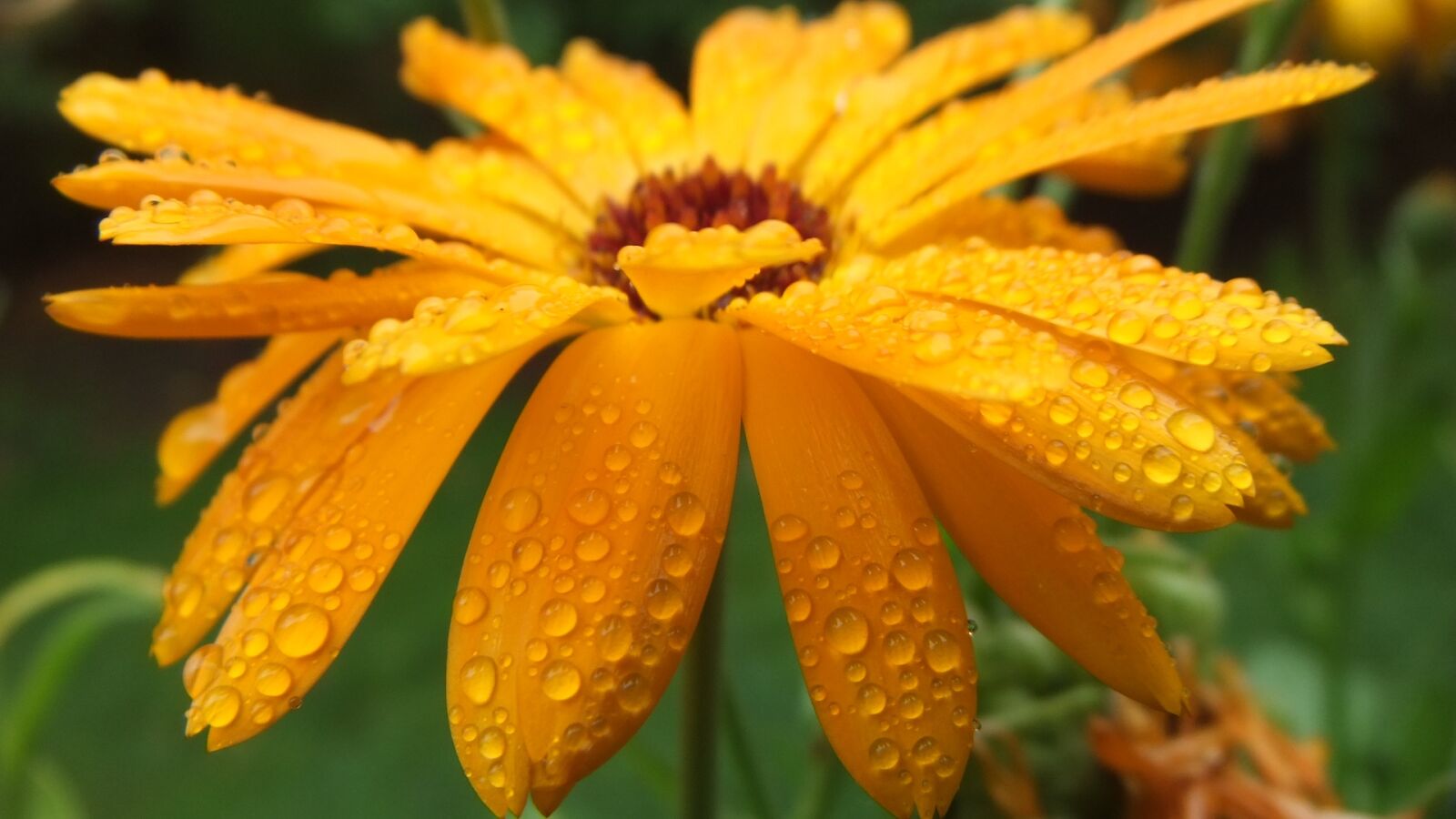 Fujifilm FinePix Real 3D W3 sample photo. Flower, raindrop, flower rain photography