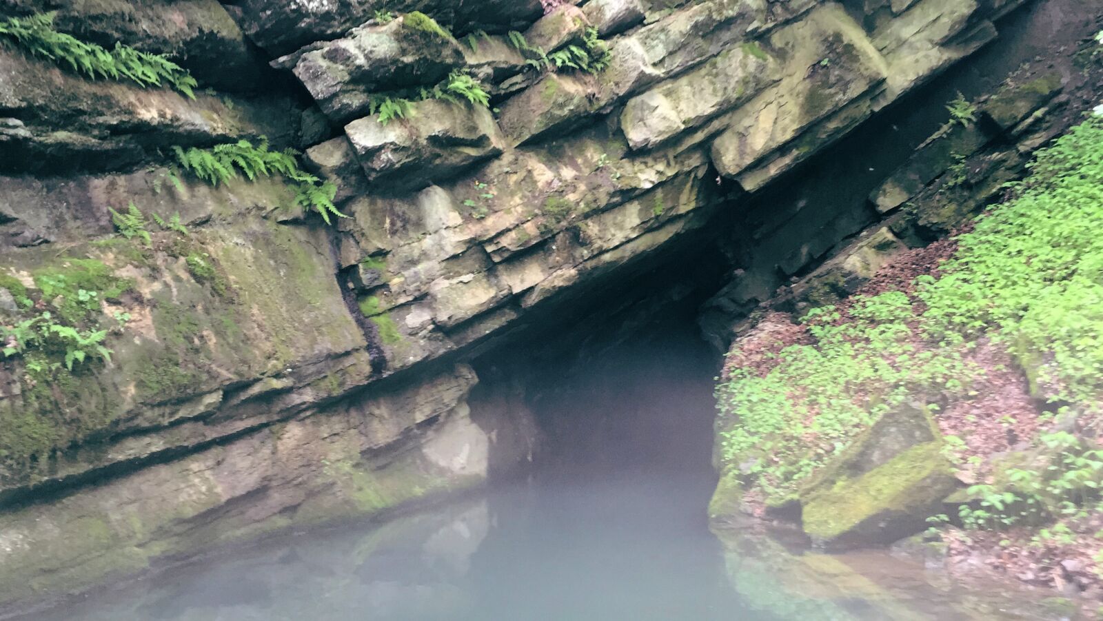 Apple iPhone 6 sample photo. Penncave_fox_4 photography