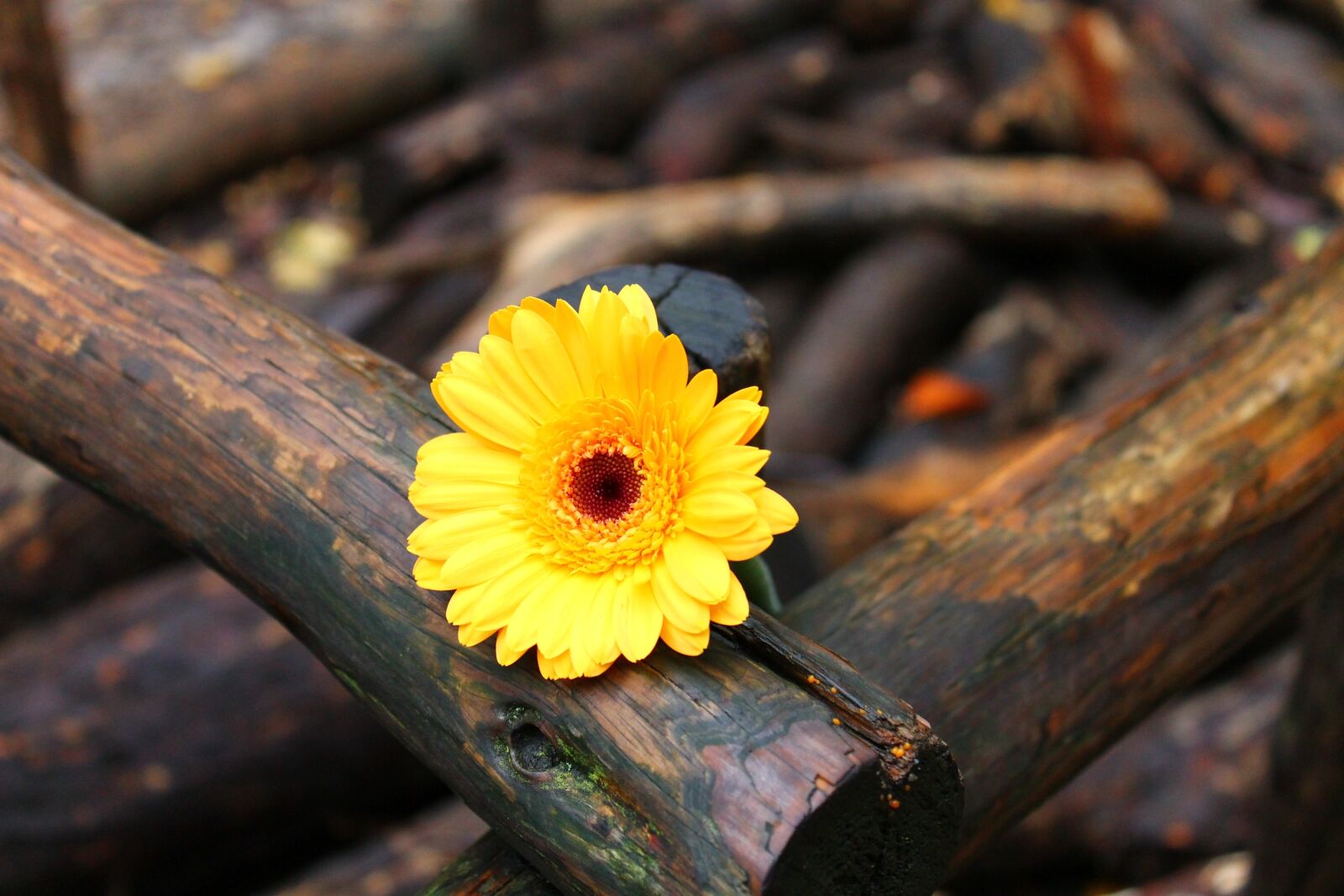 Canon EOS 1100D (EOS Rebel T3 / EOS Kiss X50) sample photo. Gerbera, yellow, wood photography