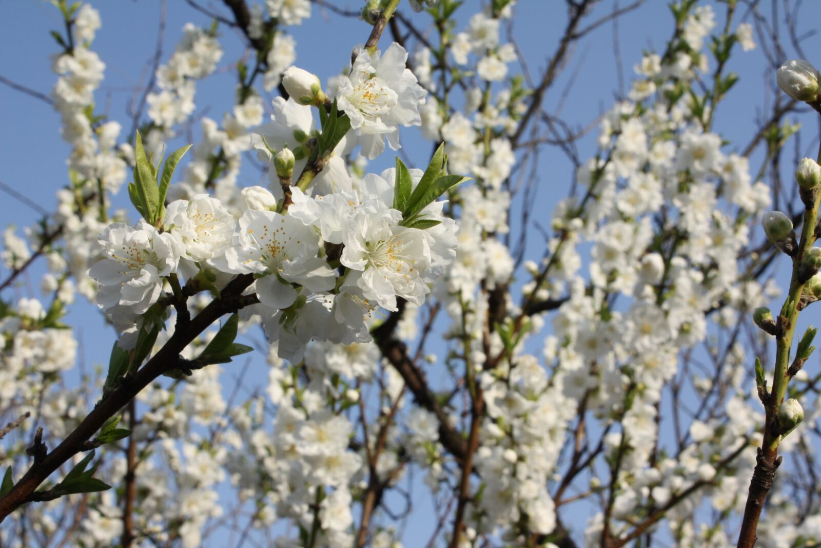 Canon EOS 450D (EOS Rebel XSi / EOS Kiss X2) sample photo. White flowers peach, flower photography