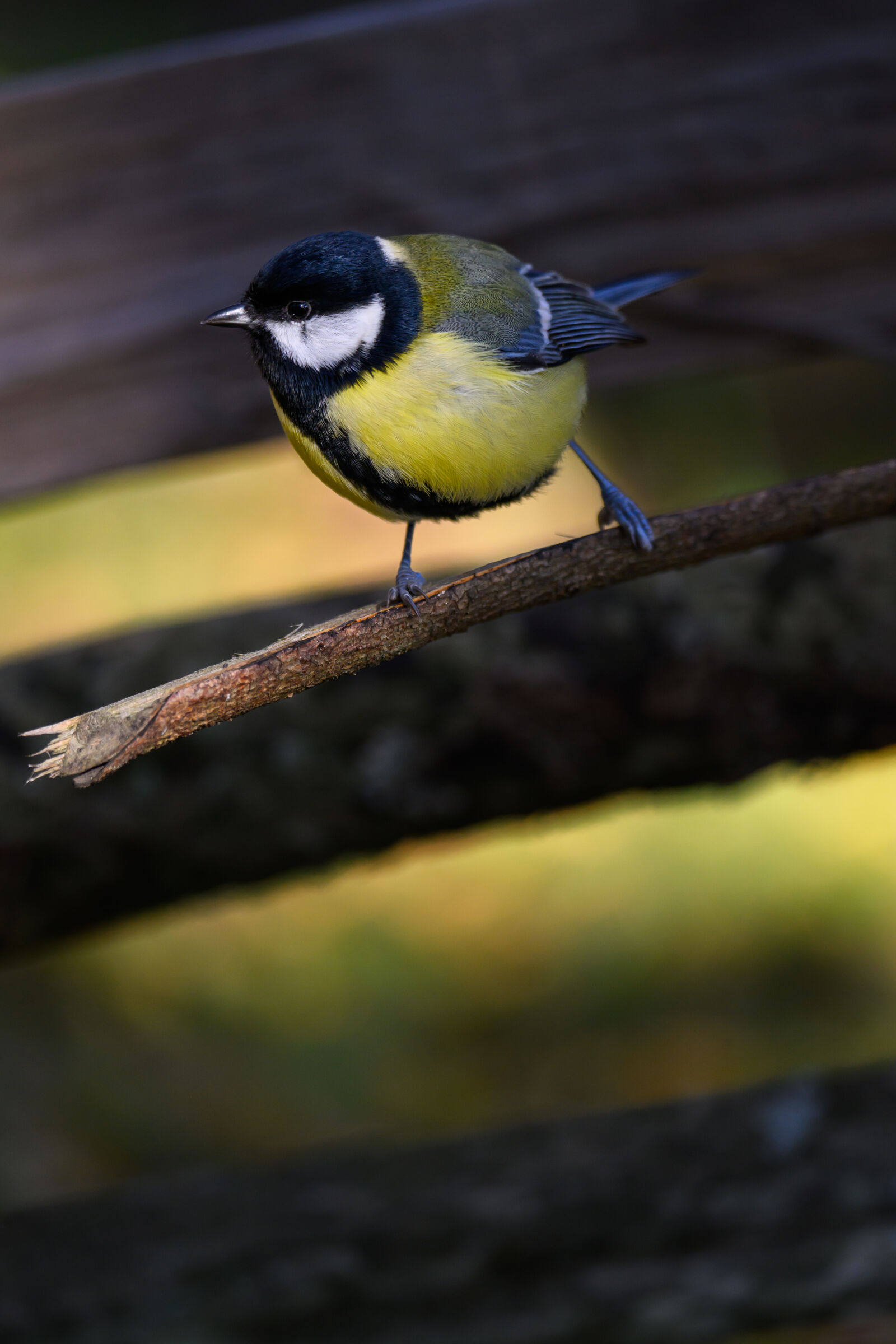 Tamron 150-500mm F5-6.7 Di III VC VXD sample photo. Bird of the forest photography