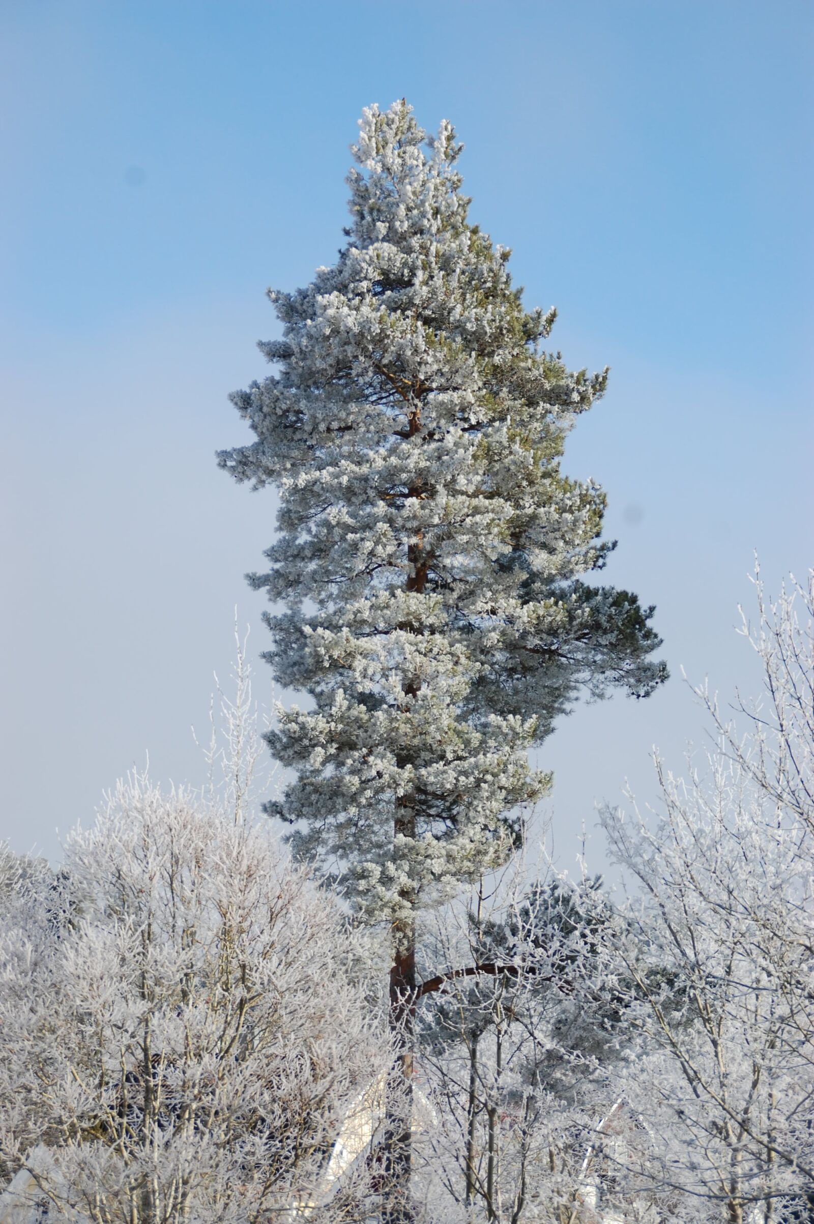 Nikon D40 sample photo. Pine, tree, forest photography