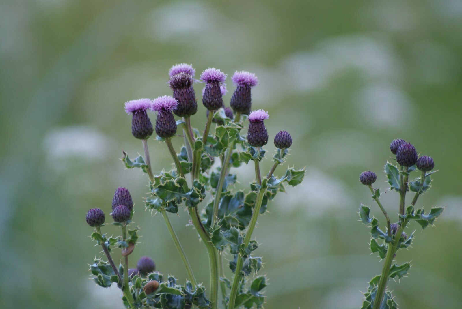 Sony Alpha DSLR-A200 sample photo. Thistle, scotland, st combs photography